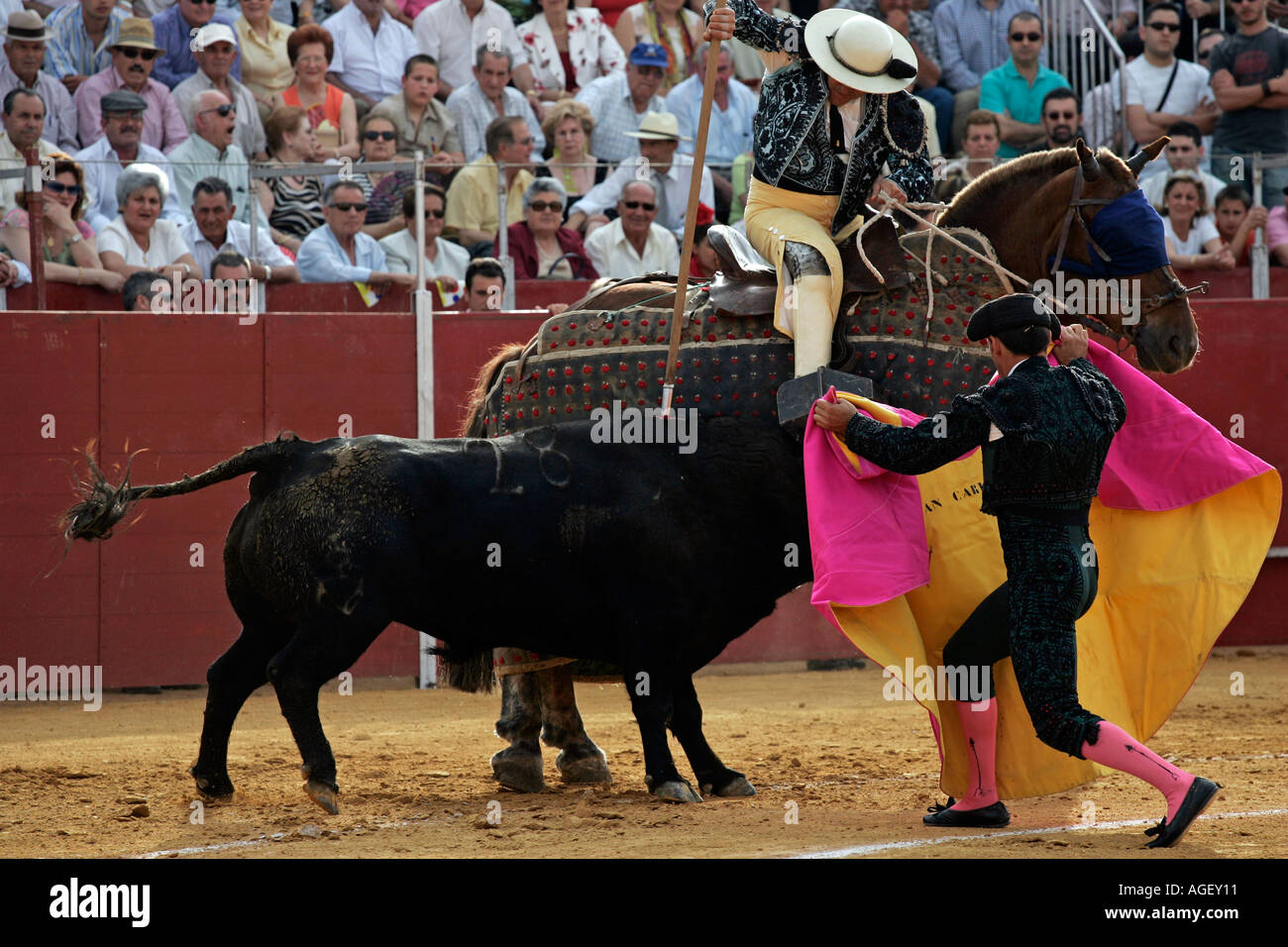 Bull pointant Picador Banque D'Images