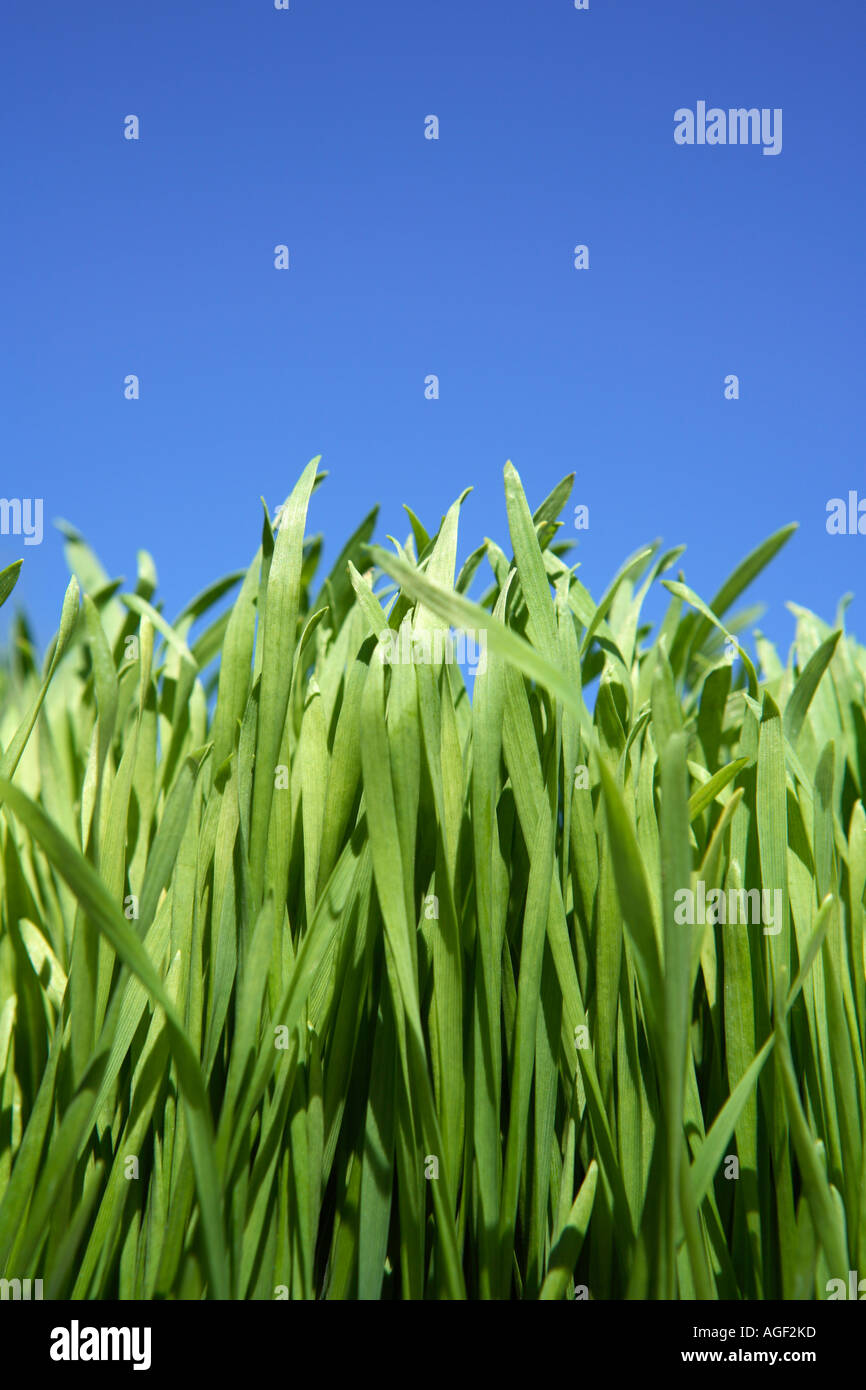 À la recherche jusqu'à des brins d'herbe avec ciel bleu Banque D'Images