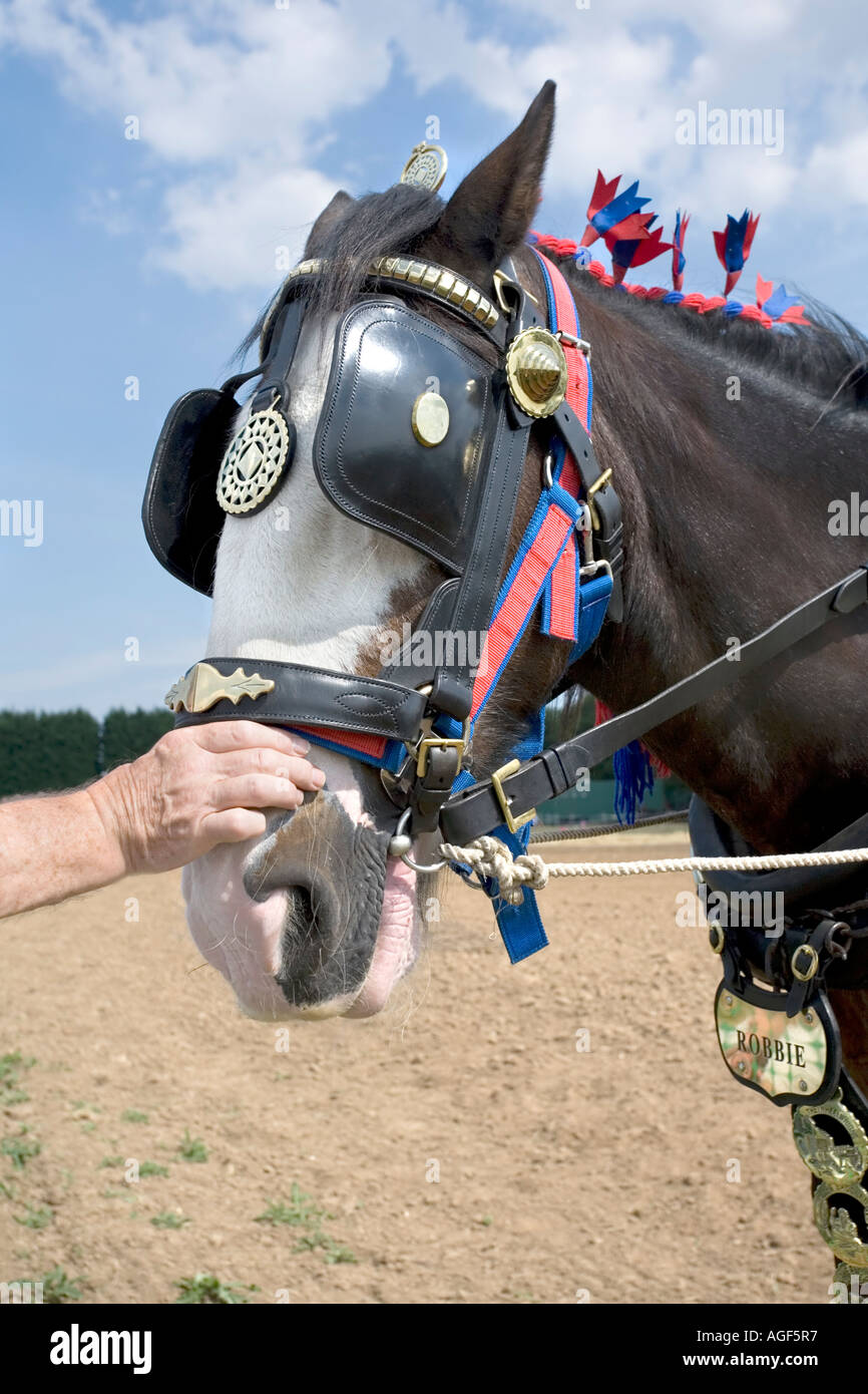 Robbie un étalon de 11 ans Shire Horse être caressé Banque D'Images