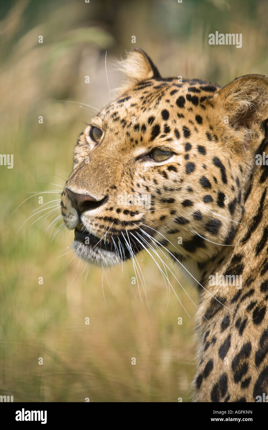 Un rare leopard en effet la Panthère Banque D'Images