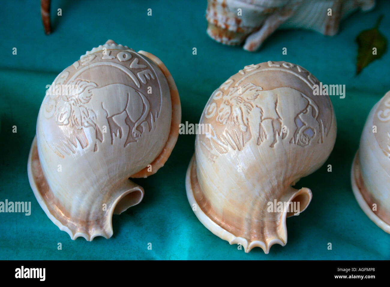 Les images et les écrits gravés sur les coquillages, une forme d'art. Banque D'Images