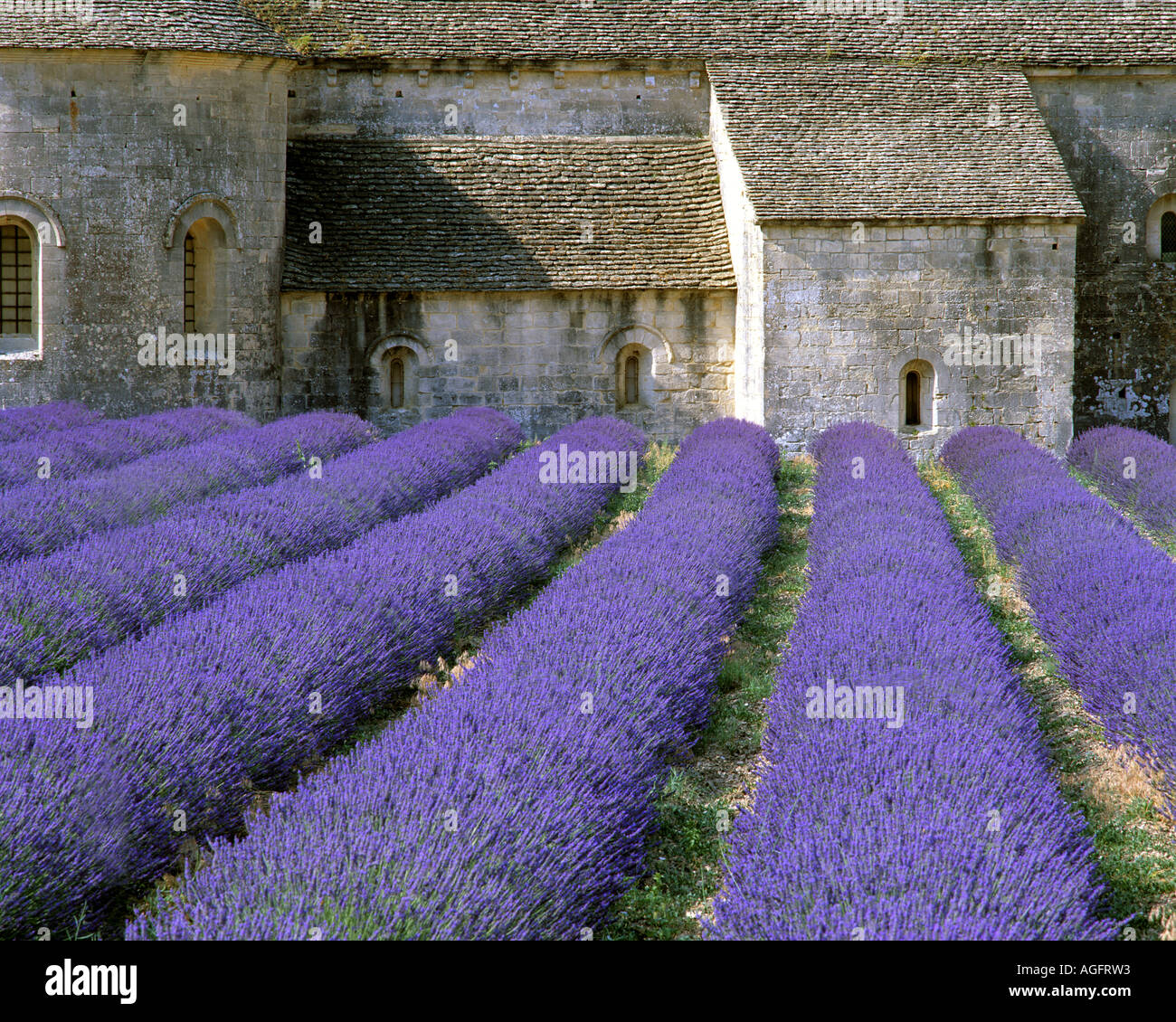 FR - PROVENCE : Abbaye de Sénanque dans le Luberon Banque D'Images