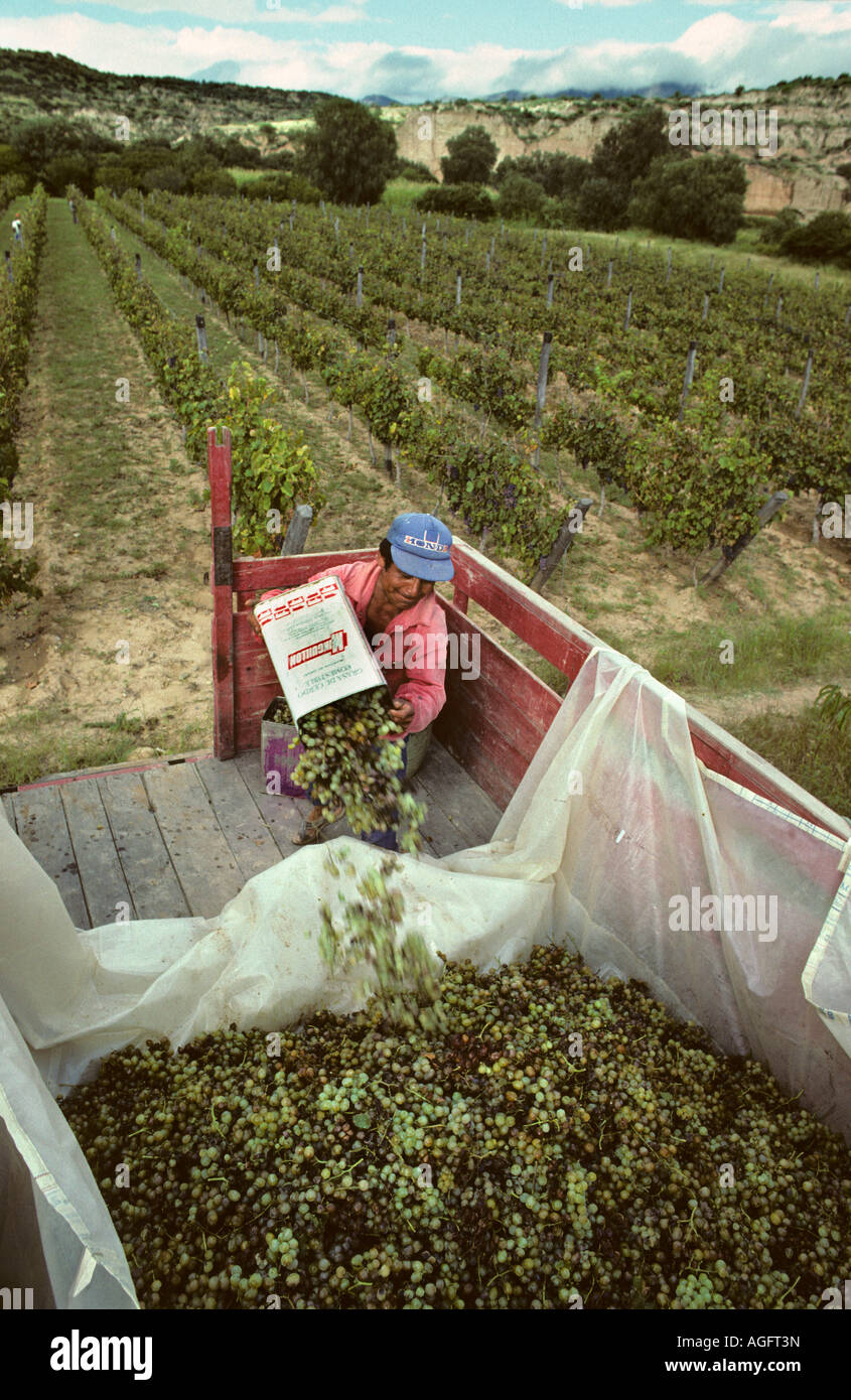 La Bolivie, Tarija, Mid adult man la récolte du raisin Banque D'Images