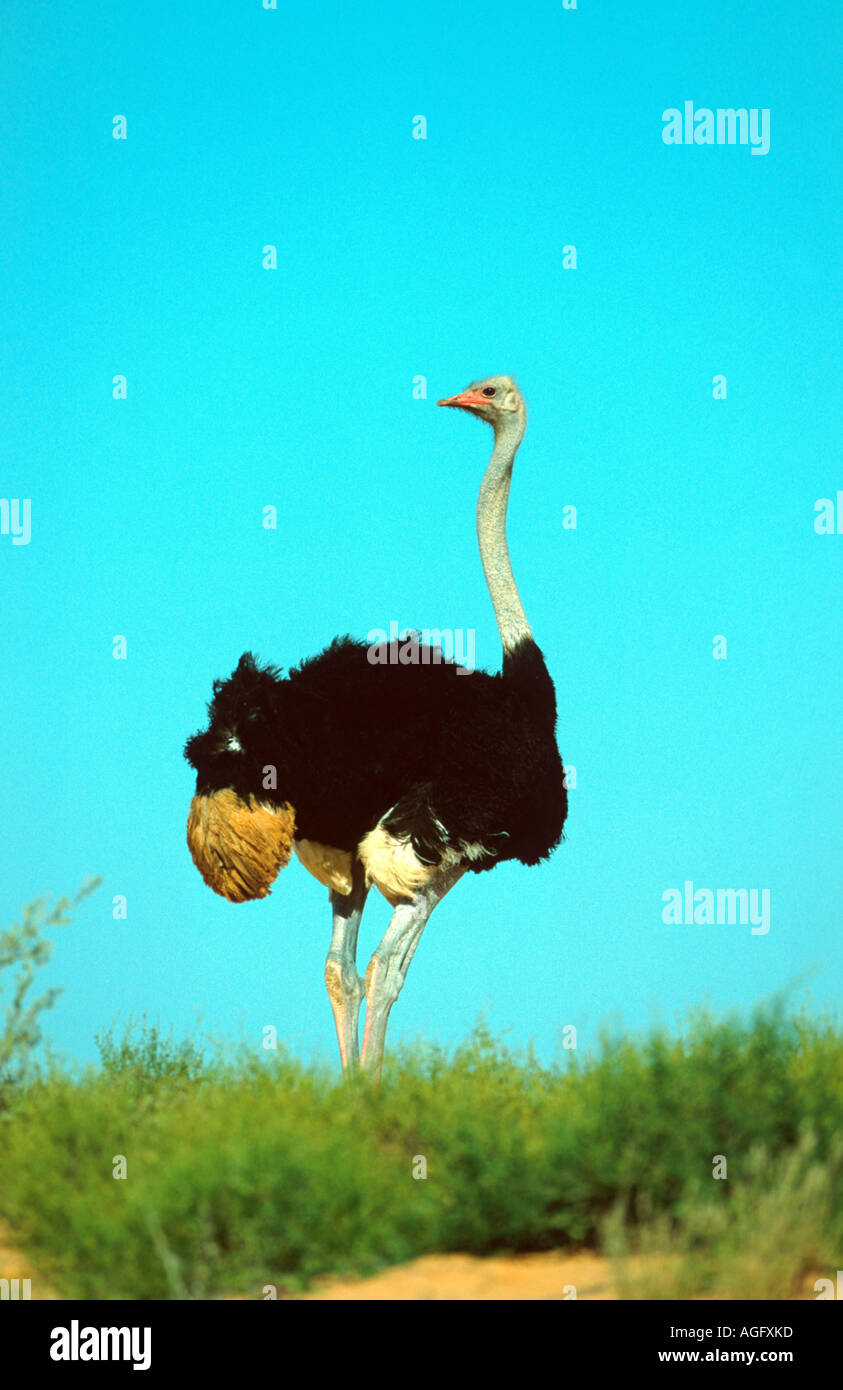 Autruche autruche masai, massai, autruche d'Afrique du Nord (Struthio camelus massaicus), debout dans la steppe, Afrique du Sud, parc Kgalagadi Banque D'Images