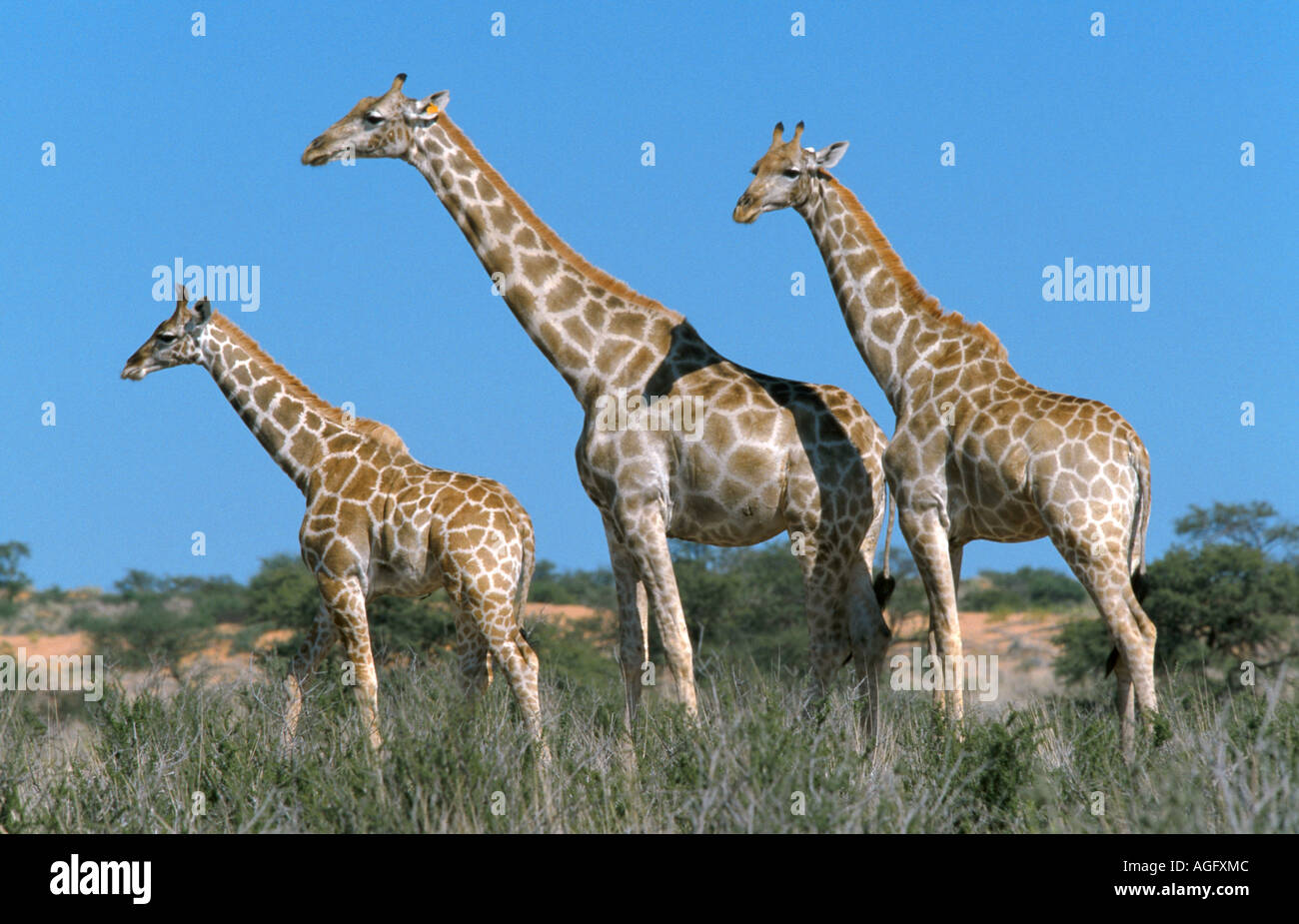 Girafe (Giraffa camelopardalis), trois girafes au dunes, Afrique du Sud, Kalahari, Kalahari Banque D'Images