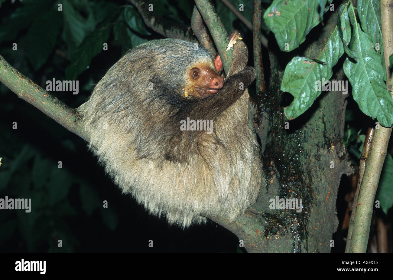 Deux Linné-toed sloth (Choloepus didactylus), allongé sur arbre, Costa Rica Banque D'Images