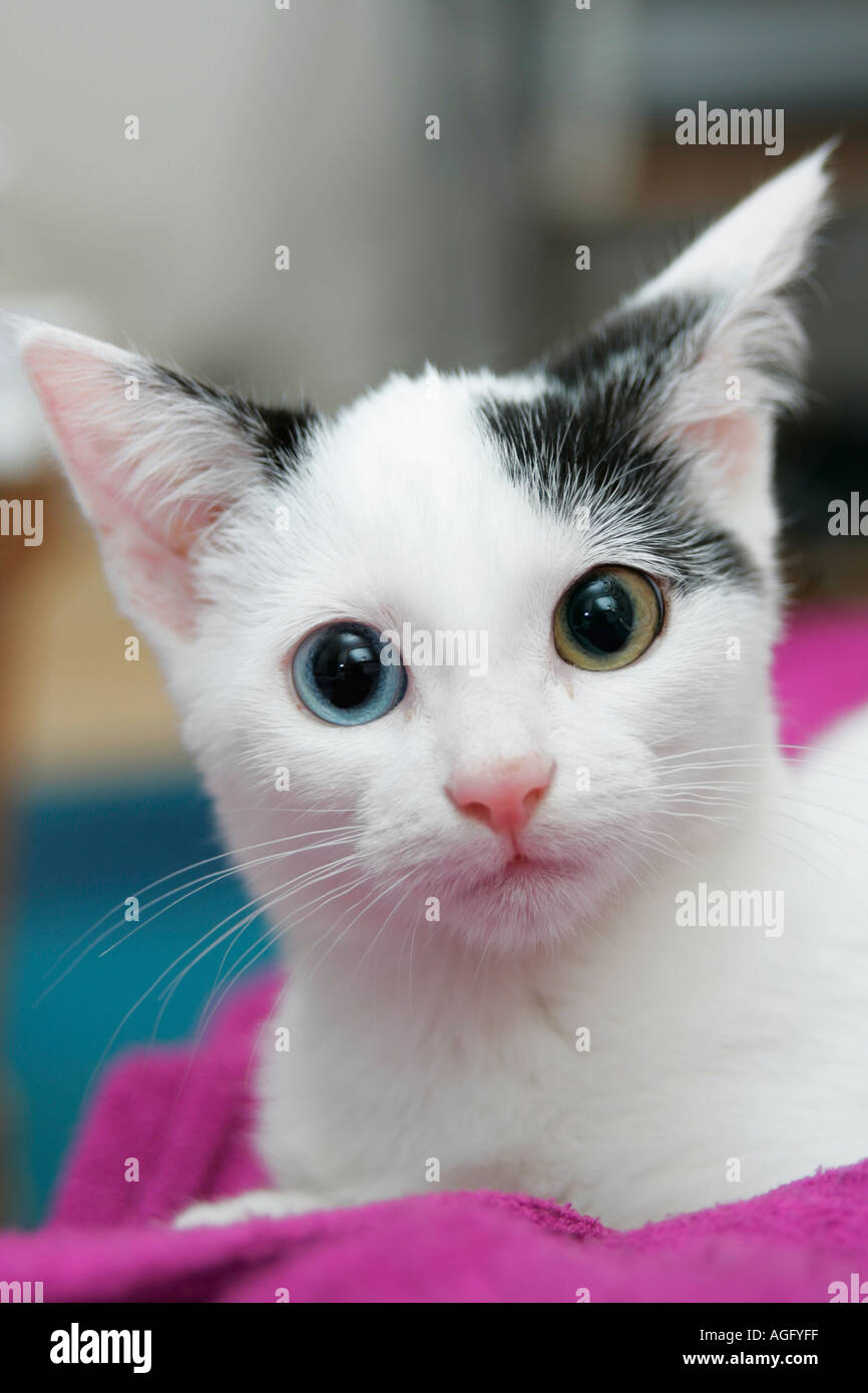 Joli petit chaton femelle noire et blanche (Felis catus) avec un bleu et un oeil vert à directement à l'appareil photo Banque D'Images