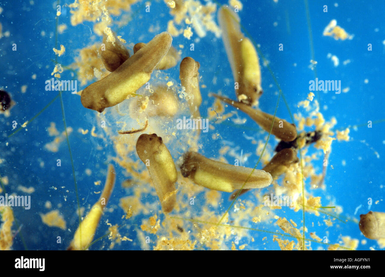 Comestibles européenne grenouille (Rana kl. esculenta, Rana esculenta), larves de newley ont émergé, l'Allemagne, la Bavière Banque D'Images
