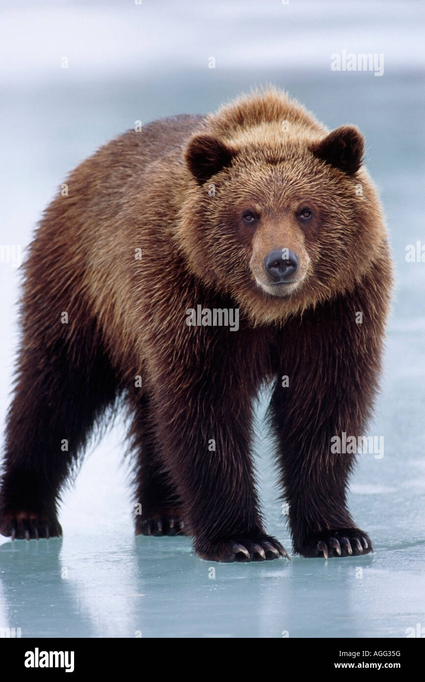 L'ours brun de l'Adolescent debout sur étang gelé SC Hiver Alaska Wildlife Conservation Center Prisonnier Banque D'Images