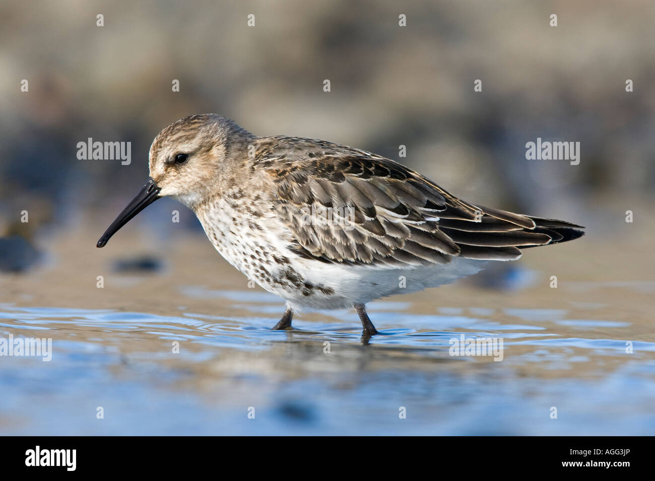 Le bécasseau variable Calidris alpina se nourrir dans la piscine plage Salthouse Norfolk Banque D'Images