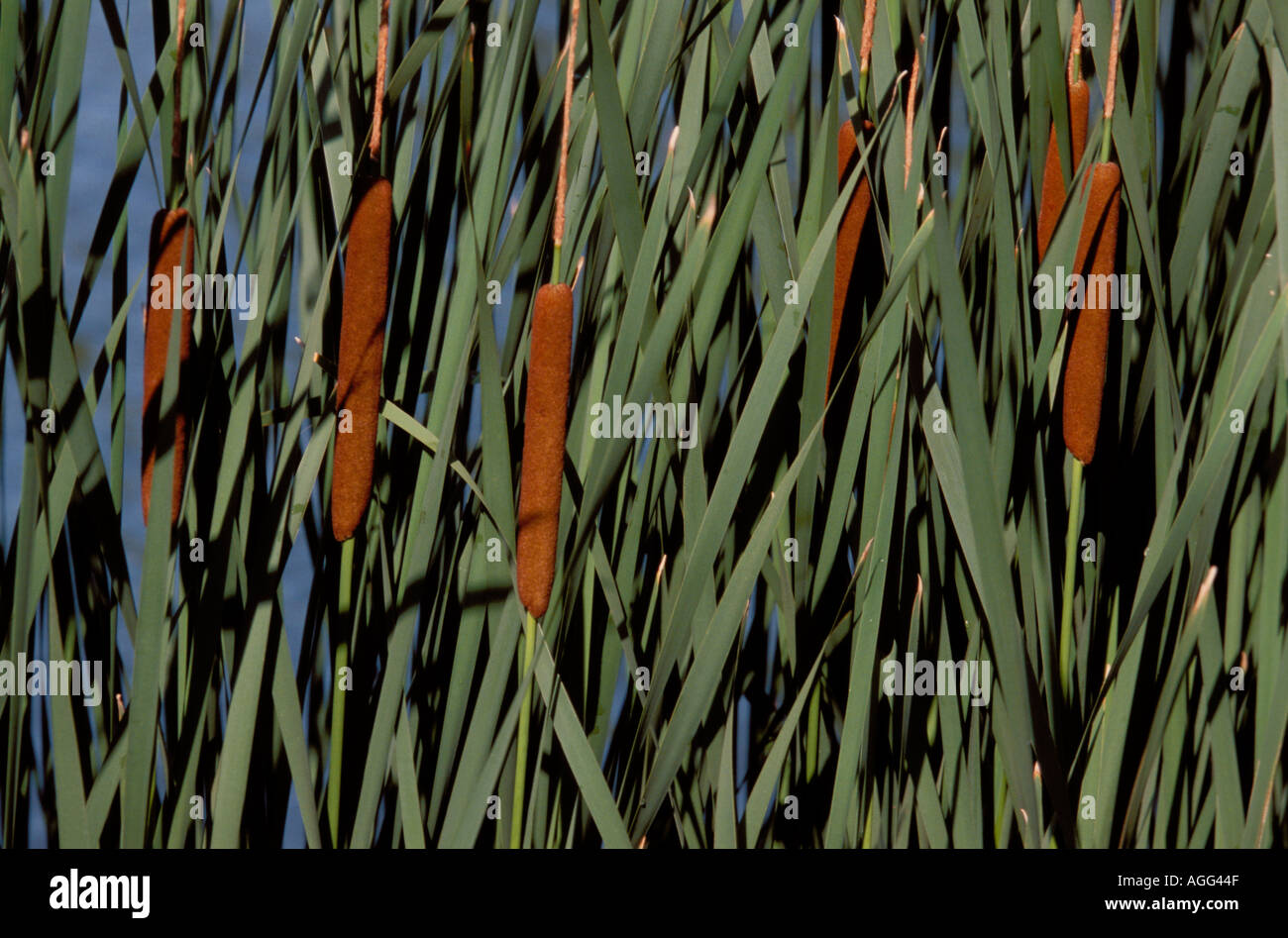 Les quenouilles le long d'un bord d'Étangs Banque D'Images