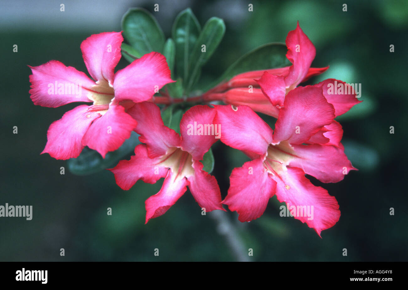 Rose du désert (Adenium obesum), fleurs Banque D'Images