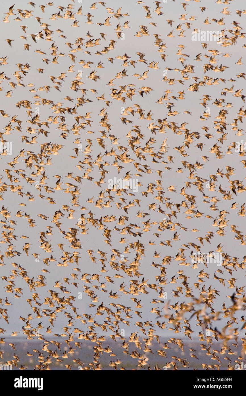 Maubèche Calidris canutus troupeau en vol Norfolk Snettisham Banque D'Images