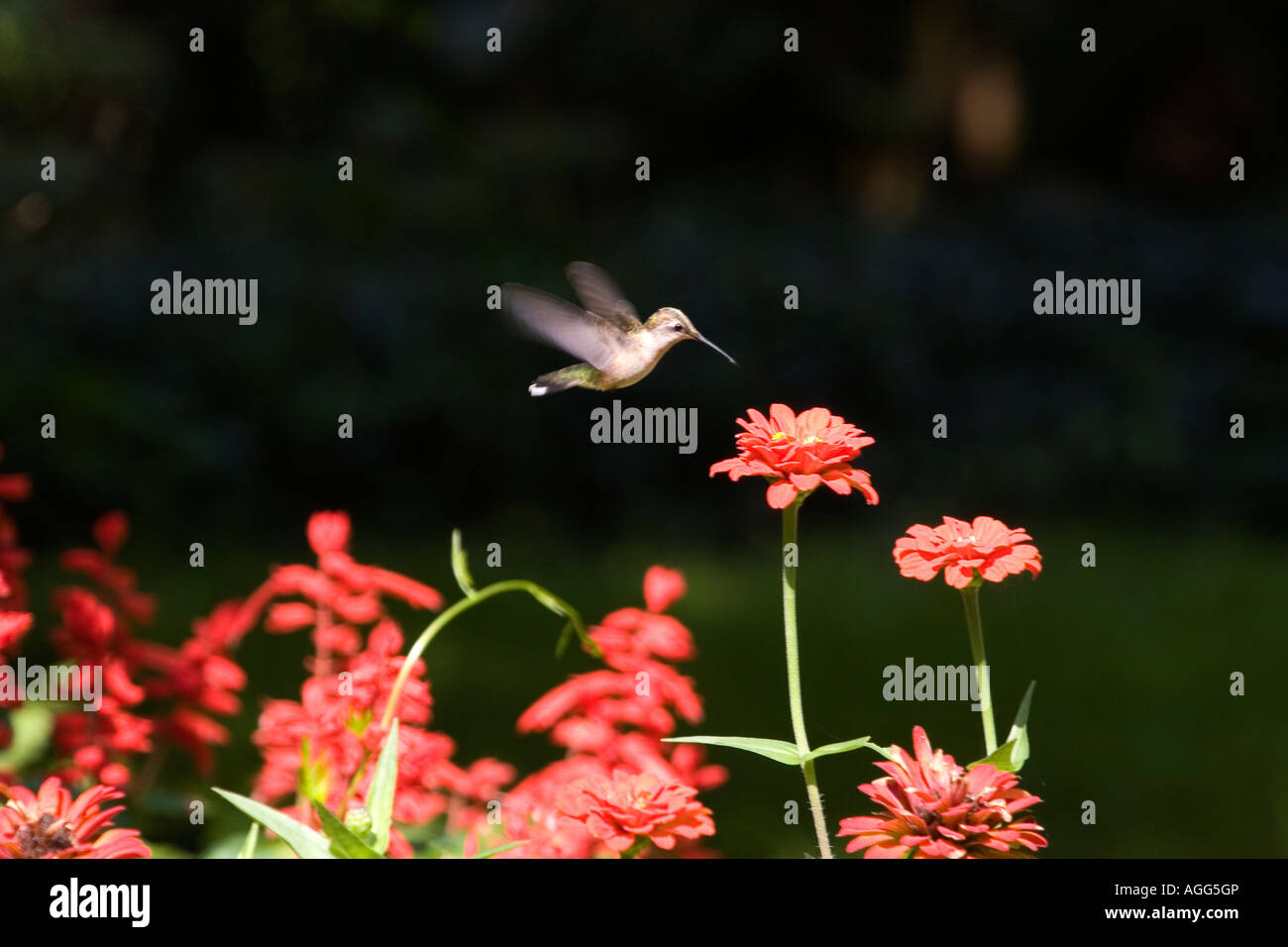 Colibri à gorge rubis fleur approche féminine Banque D'Images