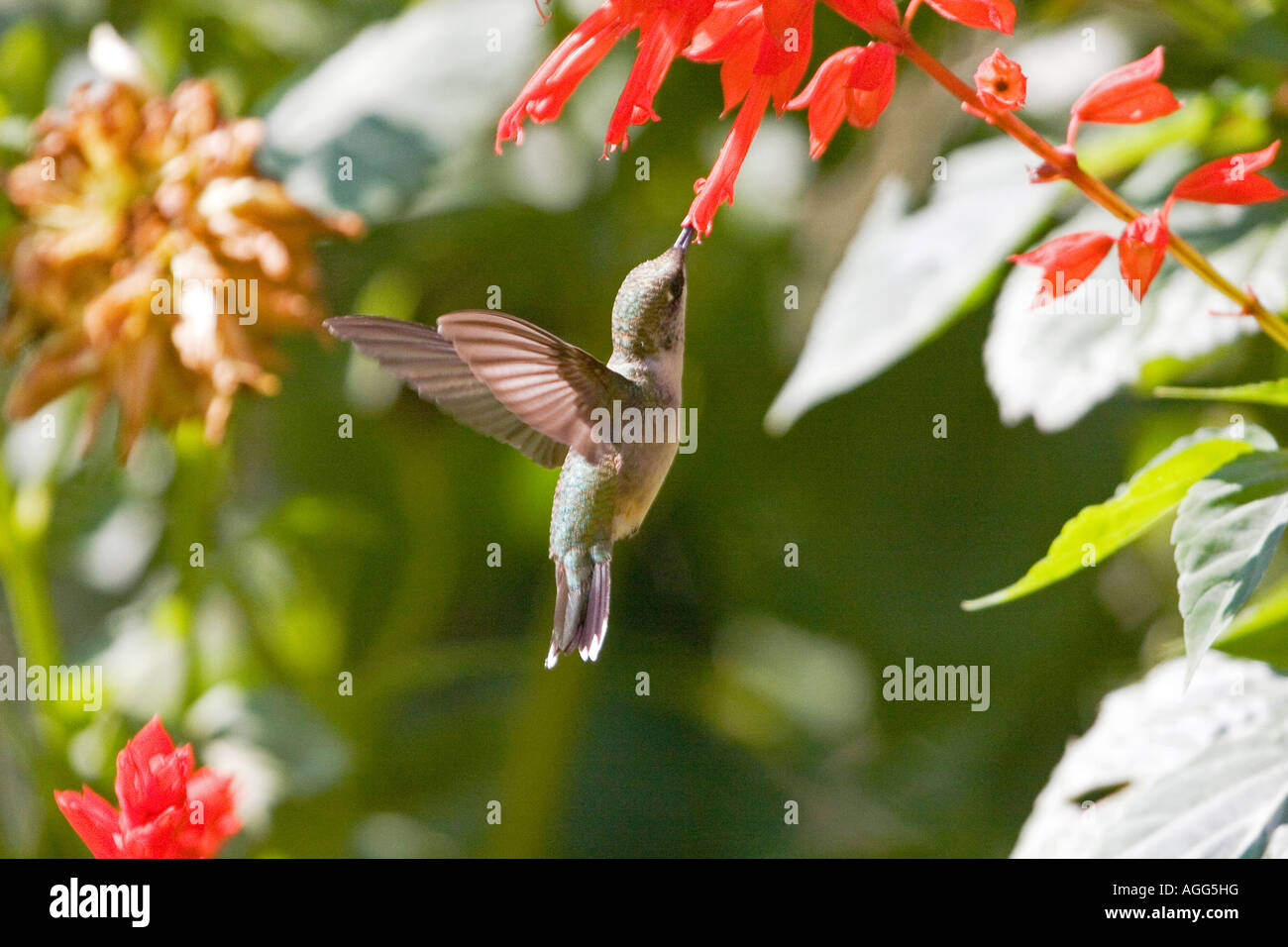 Colibri à gorge rubis d'alimentation femelle Banque D'Images