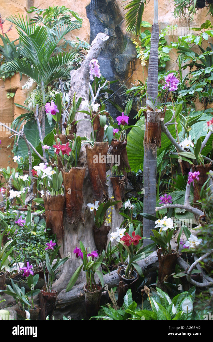 Les émissions avec différentes espèces d'Orchidées Banque D'Images