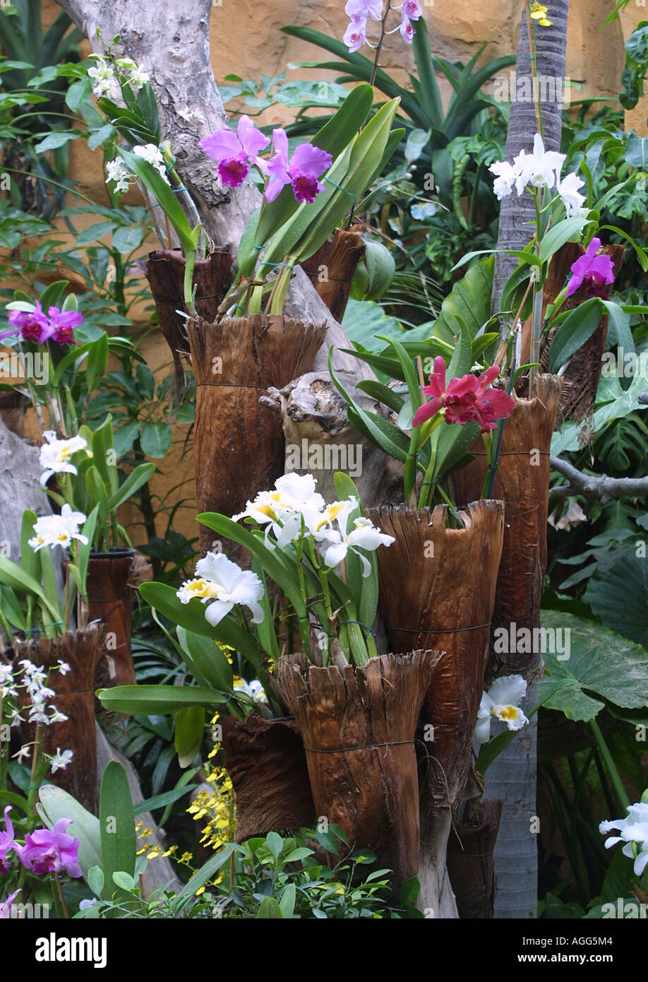 Les émissions avec différentes espèces d'Orchidées Banque D'Images