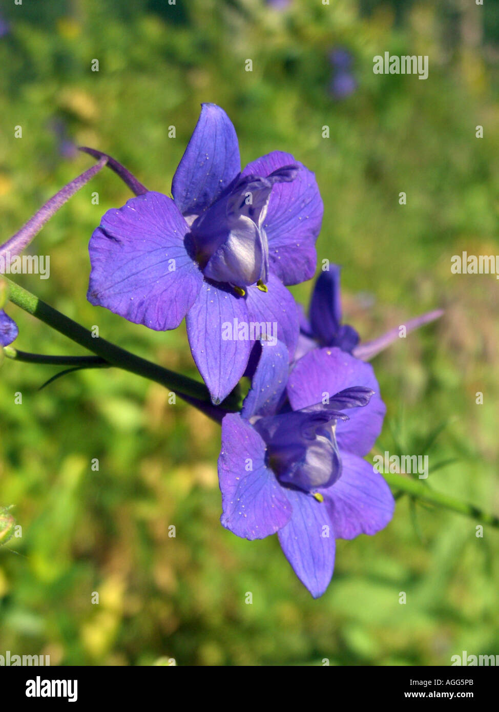 Knight's douteux-épi, delphinium, Delphinium Consolida ajacis (annuel),  fleurs Photo Stock - Alamy