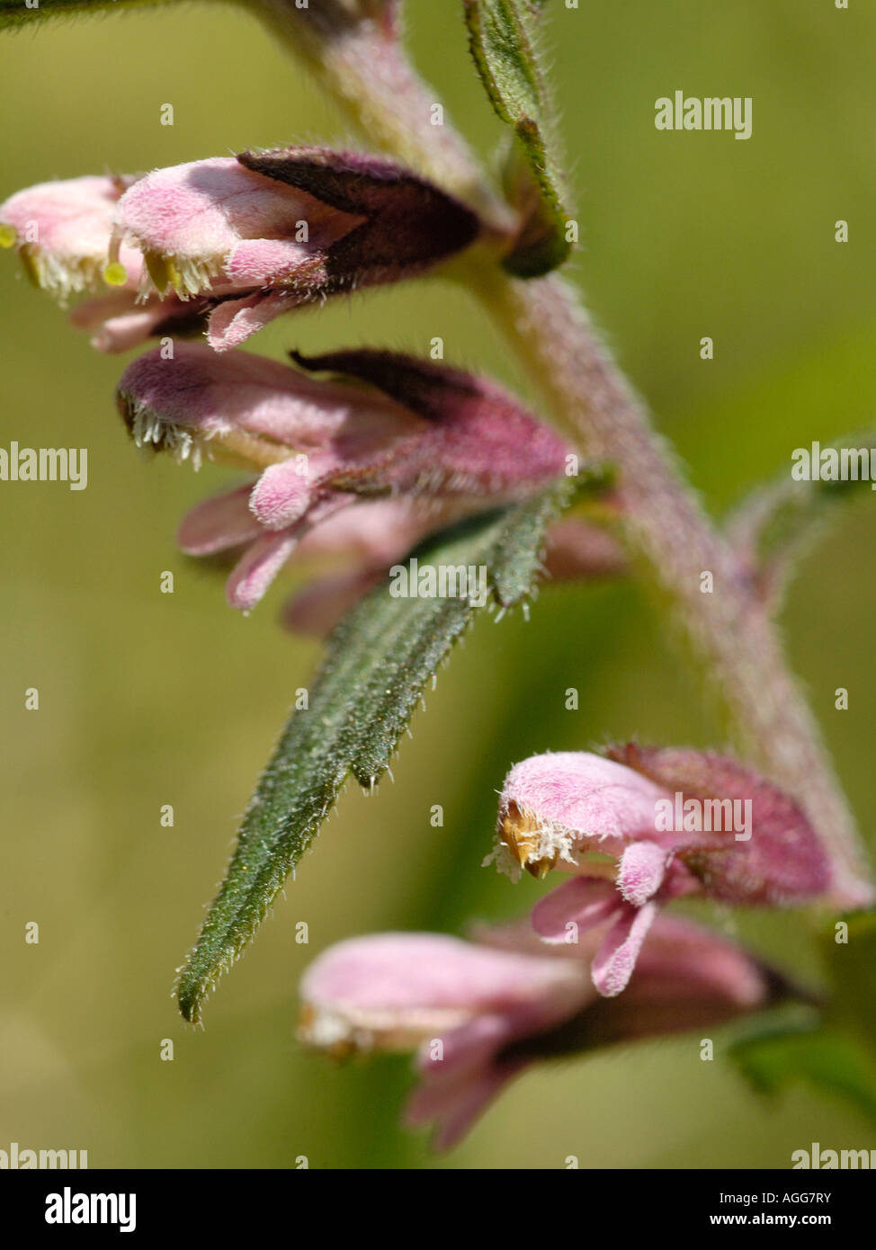 Bartsia odontites vernus, rouge Banque D'Images