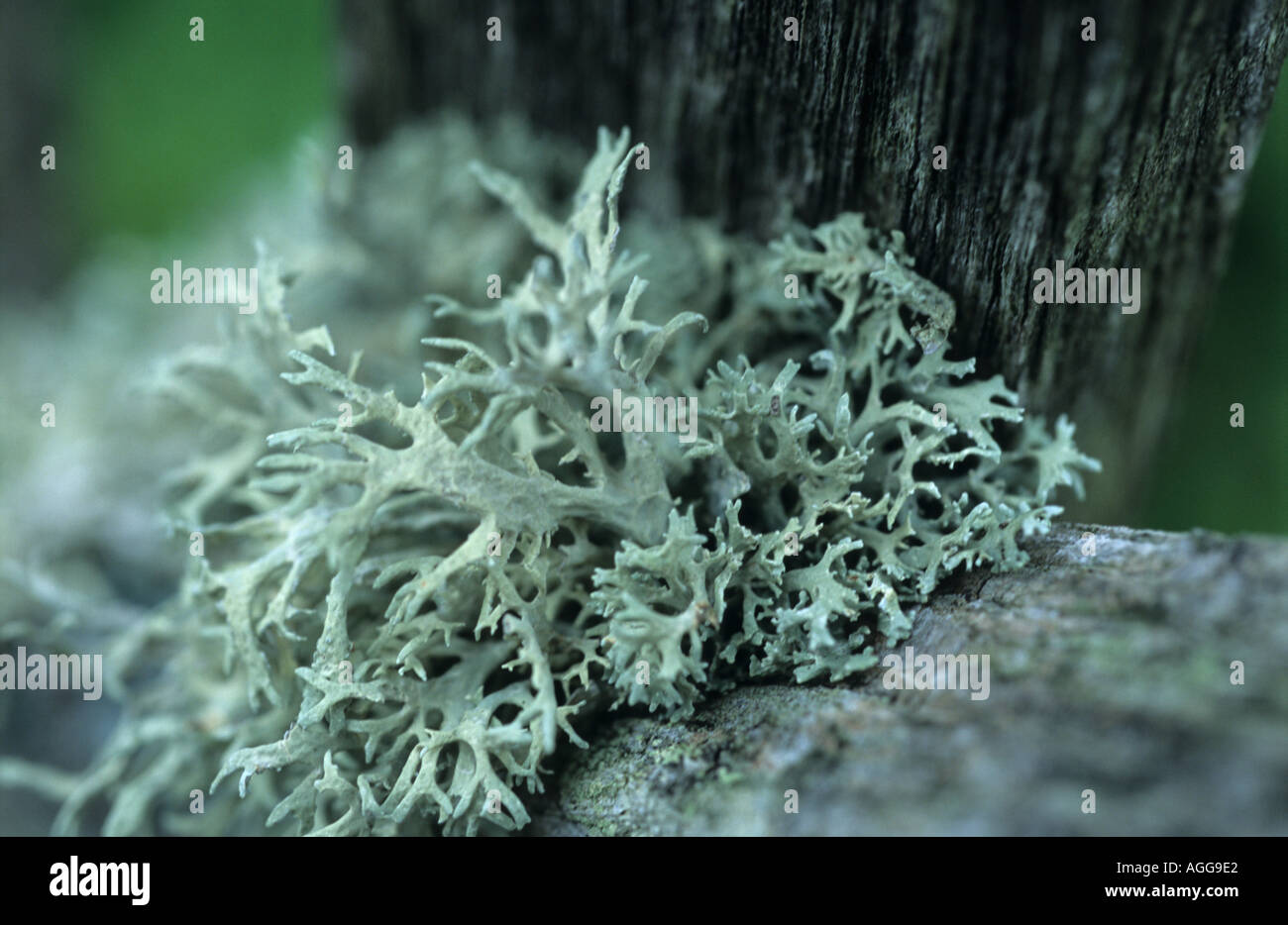 Lichen vert argent croissant sur une porte de jardin Banque D'Images