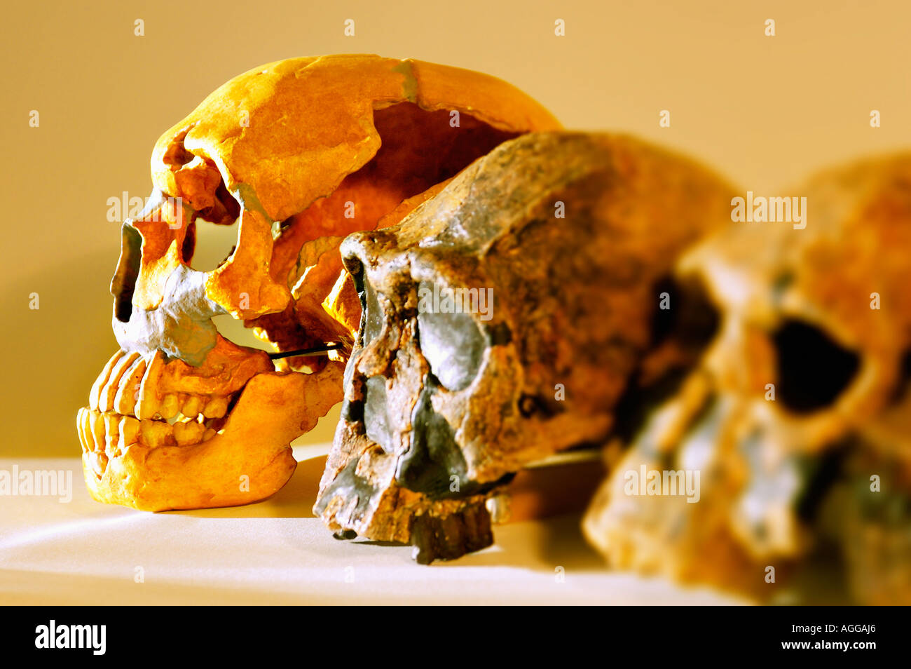 Couple de primates préhistoriques (de gauche à droite : Neanderthaleusis Homo, Homo Erectus, Homo Rudolfensis) Banque D'Images