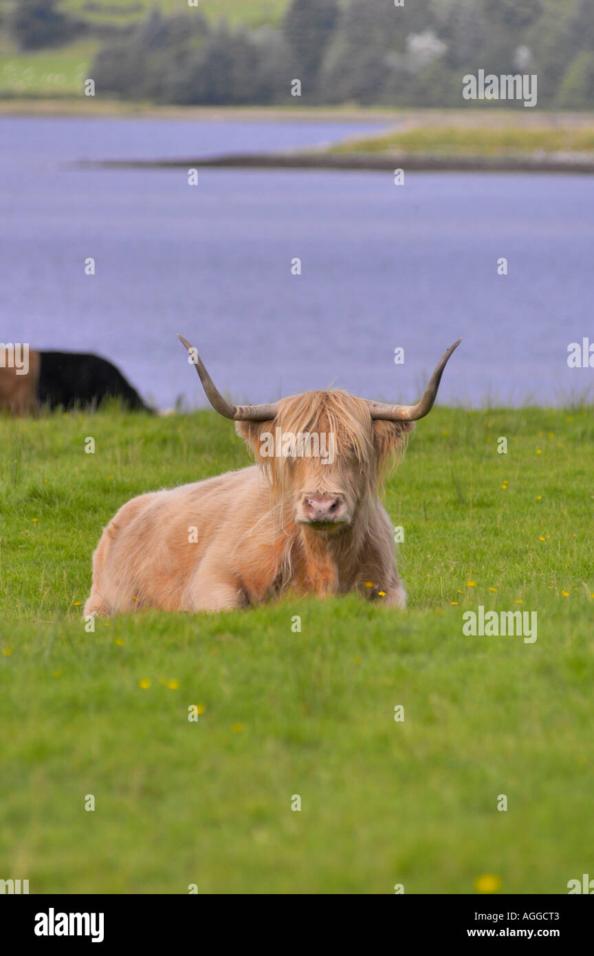 Taureau Highland, en Écosse Banque D'Images