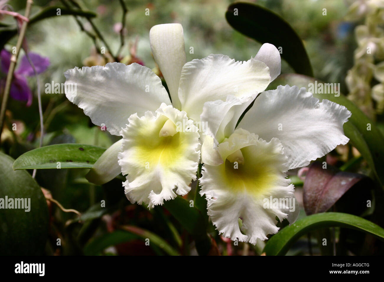 Cattleya blanc Banque de photographies et d'images à haute résolution -  Alamy