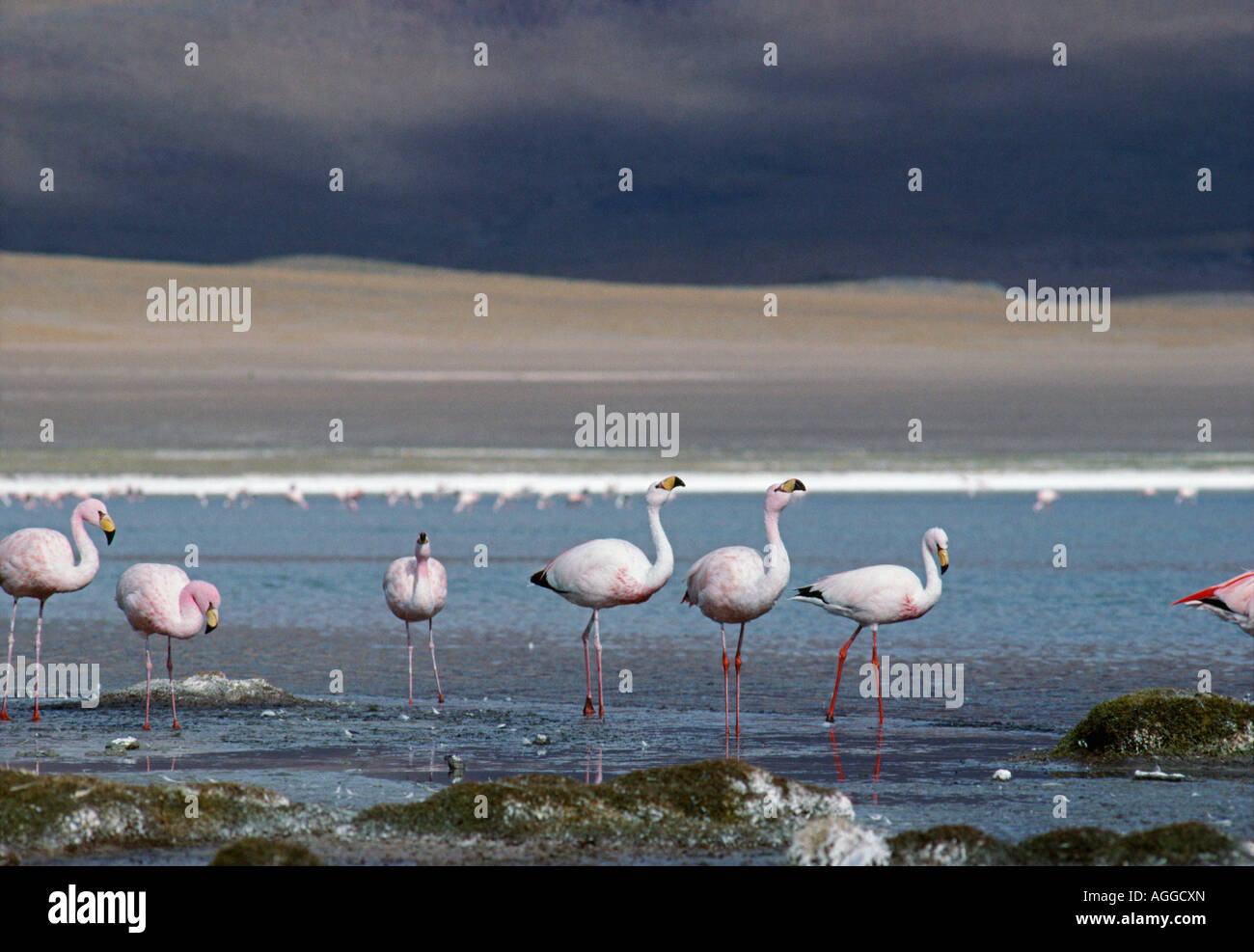 La Bolivie, Uyuni, Troupeau de flamants Banque D'Images
