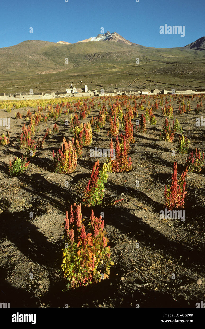 La Bolivie, Uyuni, les cultures de quinoa sur terrain Banque D'Images