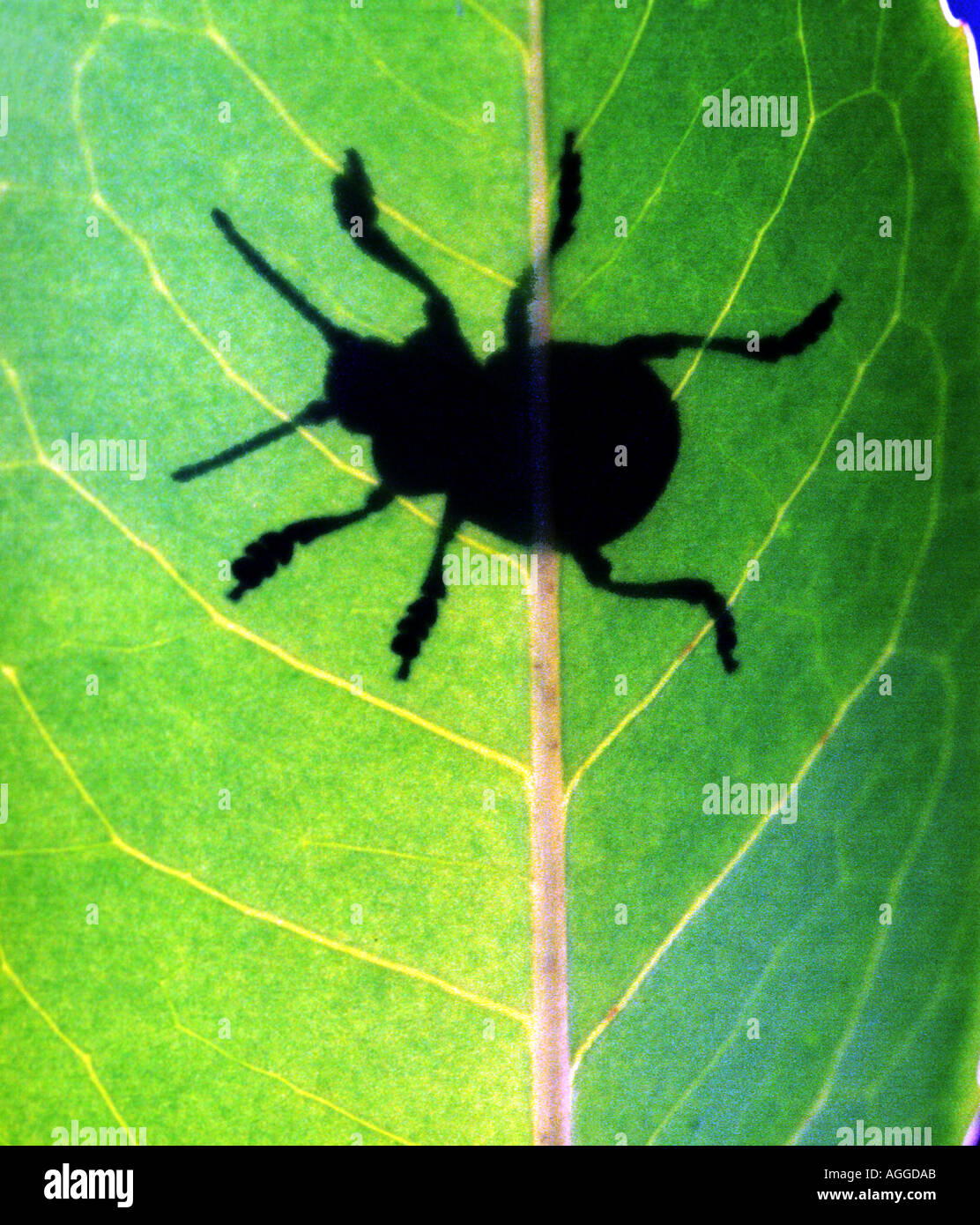 Ombre d'un bug on a leaf Banque D'Images