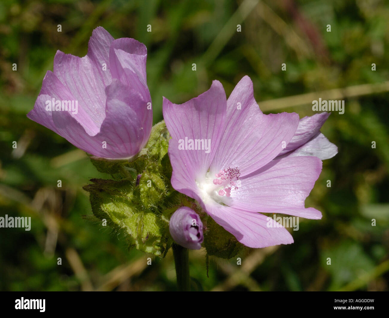 Musk mallow, Malva moschata Banque D'Images