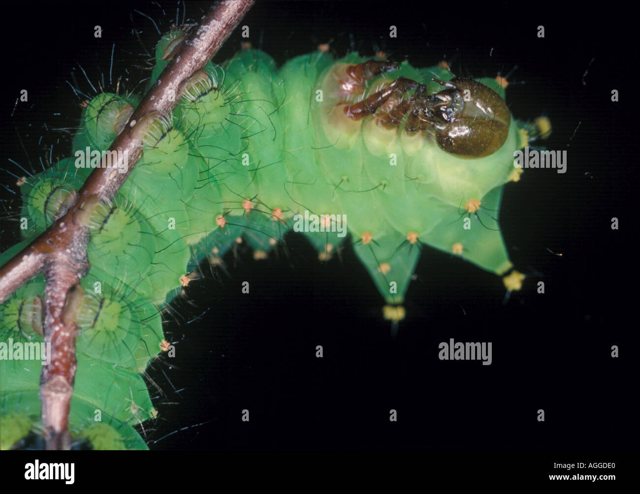 Chêne chinois silk moth Caterpillar Banque D'Images