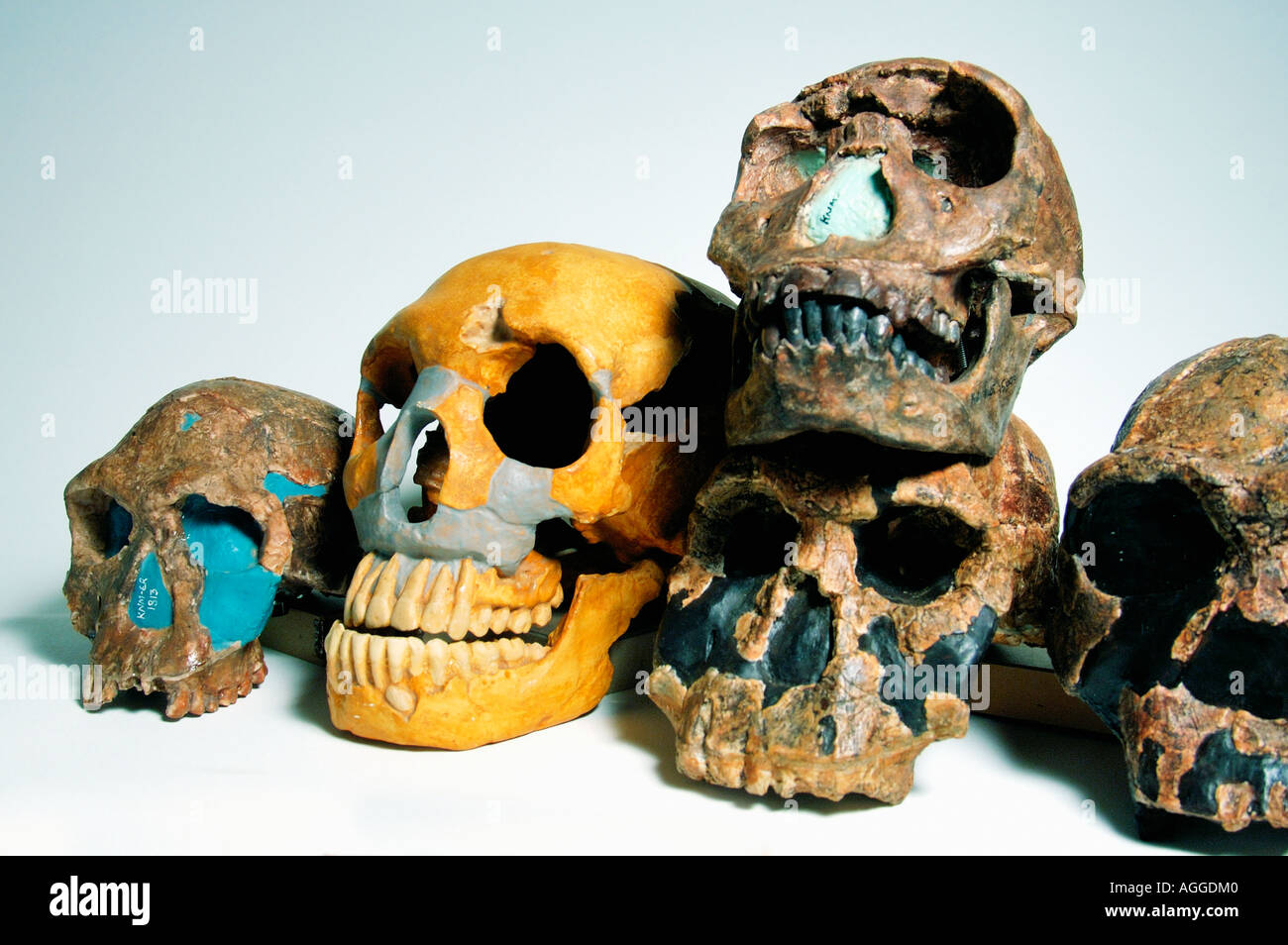 Couple de primates préhistoriques (Homo Erectus, Homo Ergaster, Homo Rudolfensis, Homo habilis, Homo) Neanderthaleusis Banque D'Images