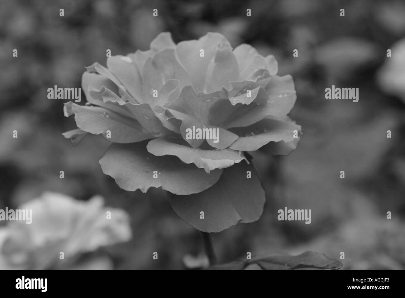 Rose en noir et blanc Banque D'Images