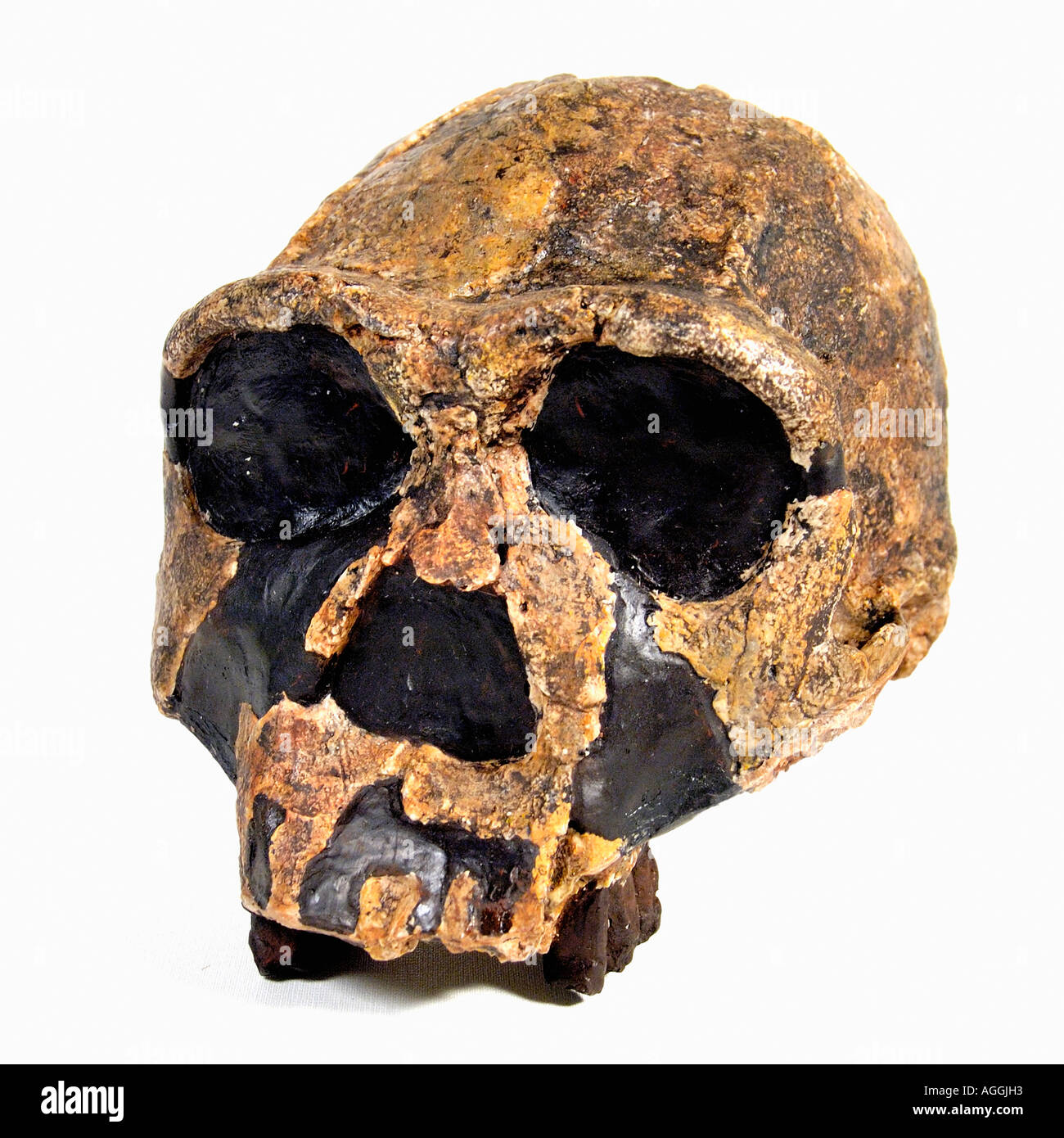 D'un crâne de primate préhistorique (Homo erectus) Banque D'Images