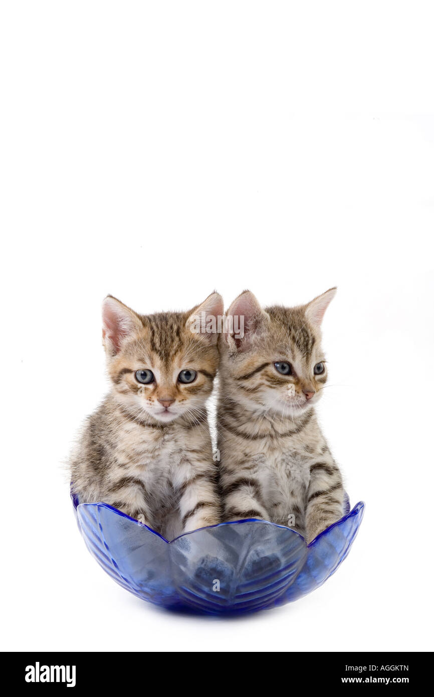 Deux chatons 5 semaines dans un bol en verre Banque D'Images
