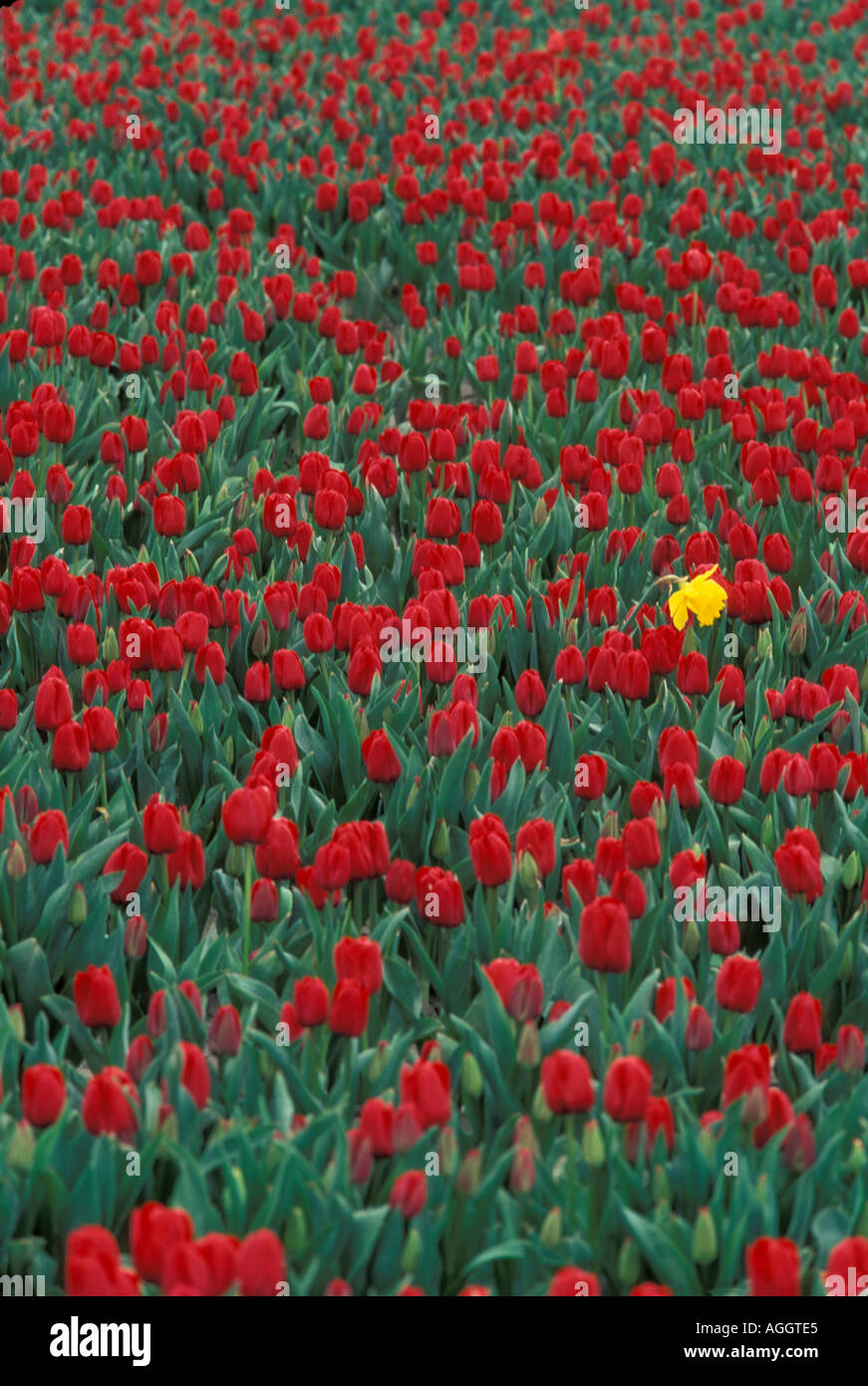 USA Washington Mount Vernon remplir les champs de tulipes s producteur au cours du Festival des tulipes Skagit à la mi-avril Banque D'Images