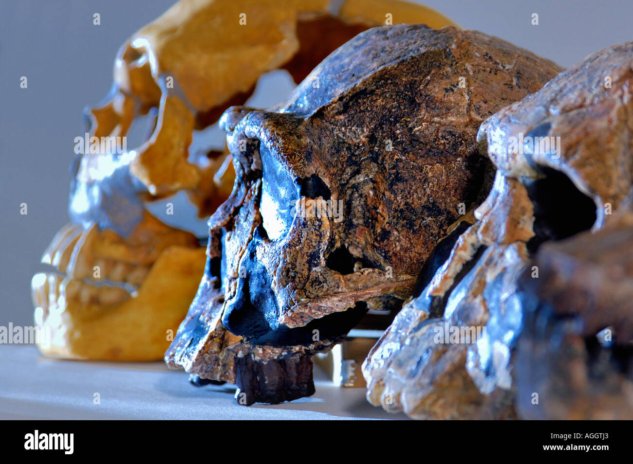 Couple de primates préhistoriques (de gauche à droite : Neanderthaleusis Homo, Homo Erectus, Homo Rudolfensis) Banque D'Images