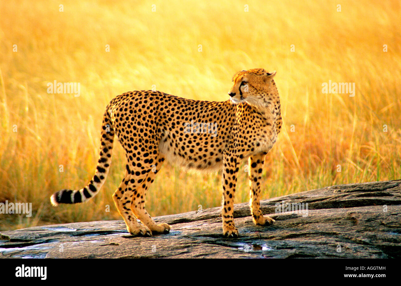 Cheetah posant sur un éperon rocheux dans le Masai Mara Kenya Afrique Banque D'Images