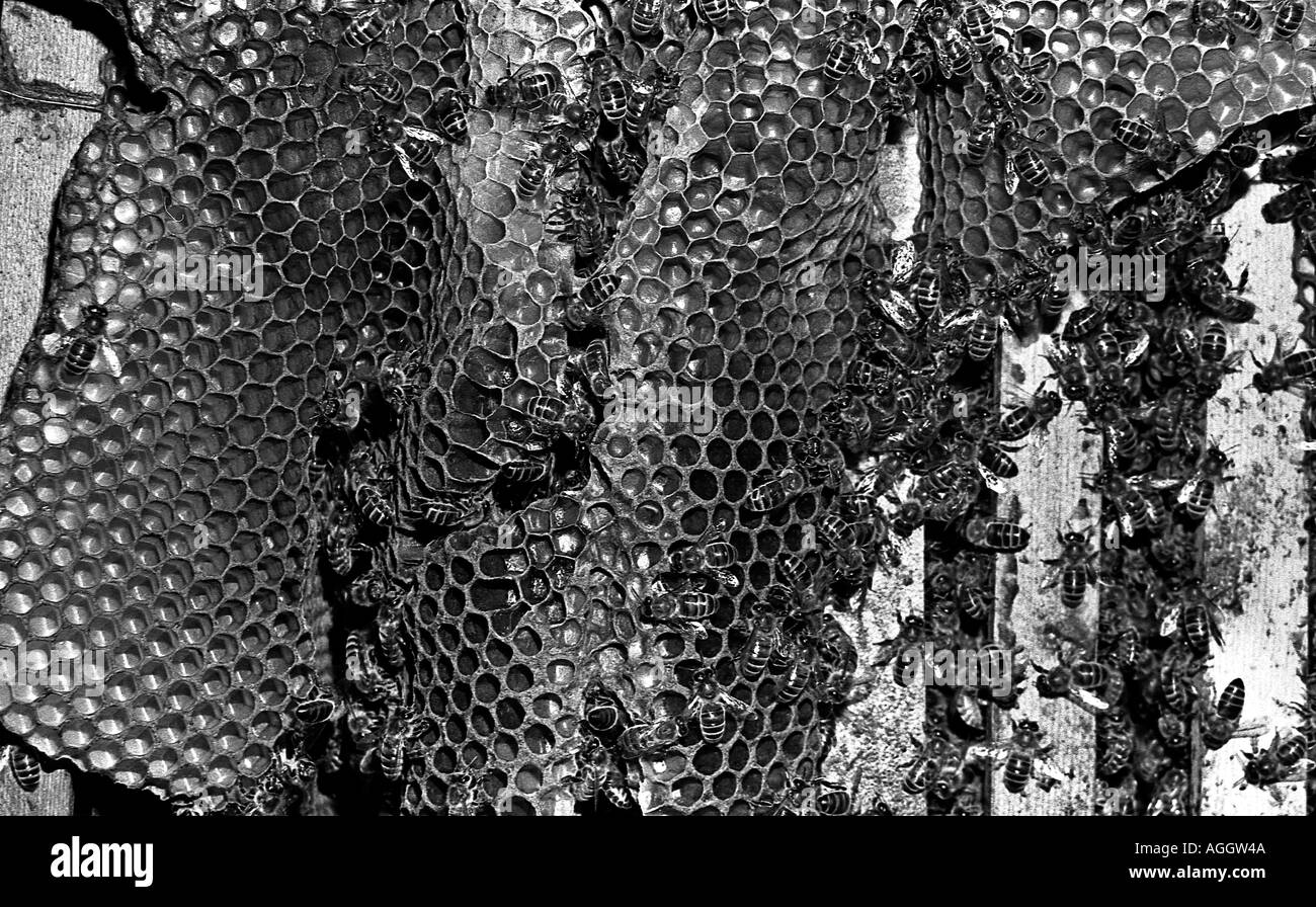 Honey comb construit par les abeilles ne se limite pas à une ruche commerciale normale Banque D'Images