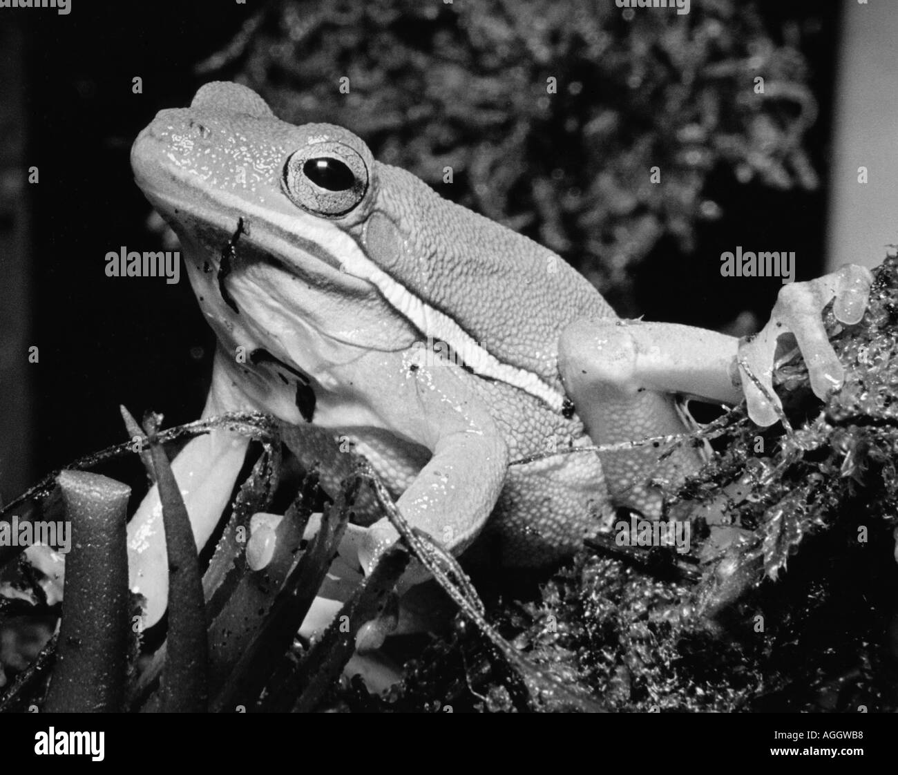 American Tree vert grenouille dans un vivarium gardé comme animal de compagnie Banque D'Images