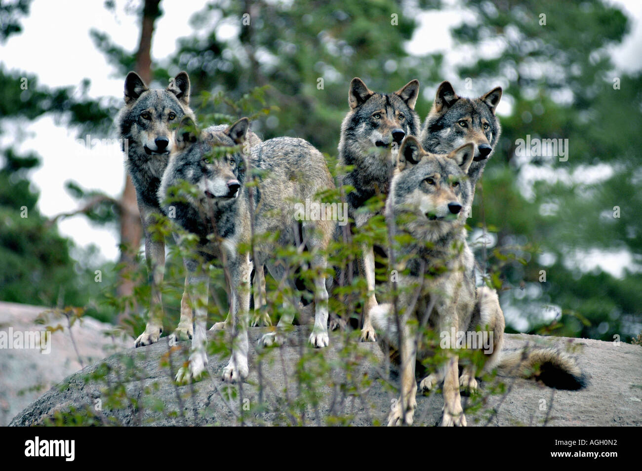Meute de loups à l'affût, Kolmården Wildlife Park, Suède Banque D'Images