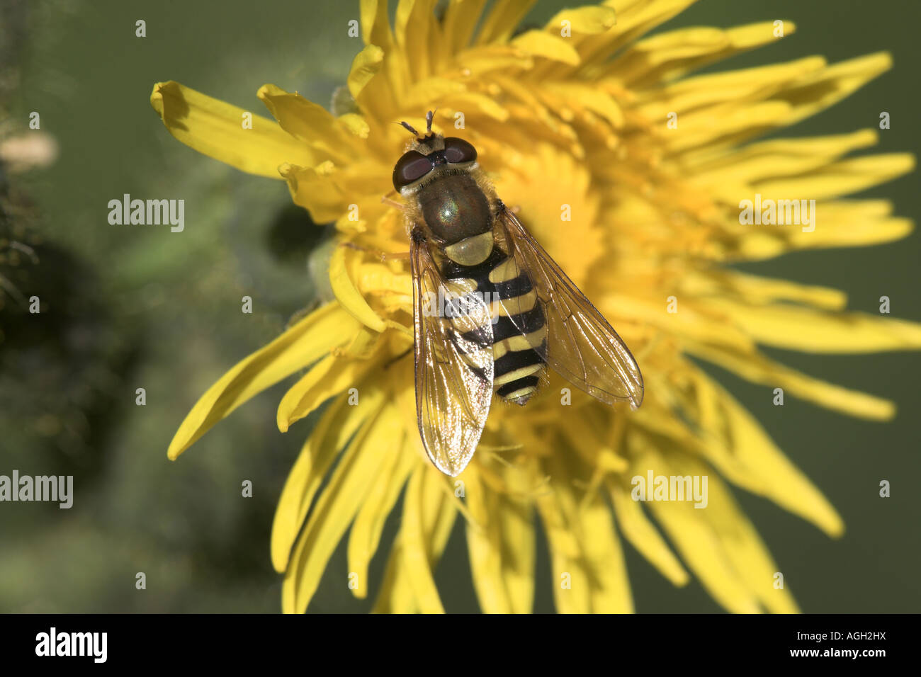 Hoverfly Syrphus vitripennis hot se nourrissent d'une fleur laiteron des champs de maïs, Potteric Carr Nature Reserve Banque D'Images