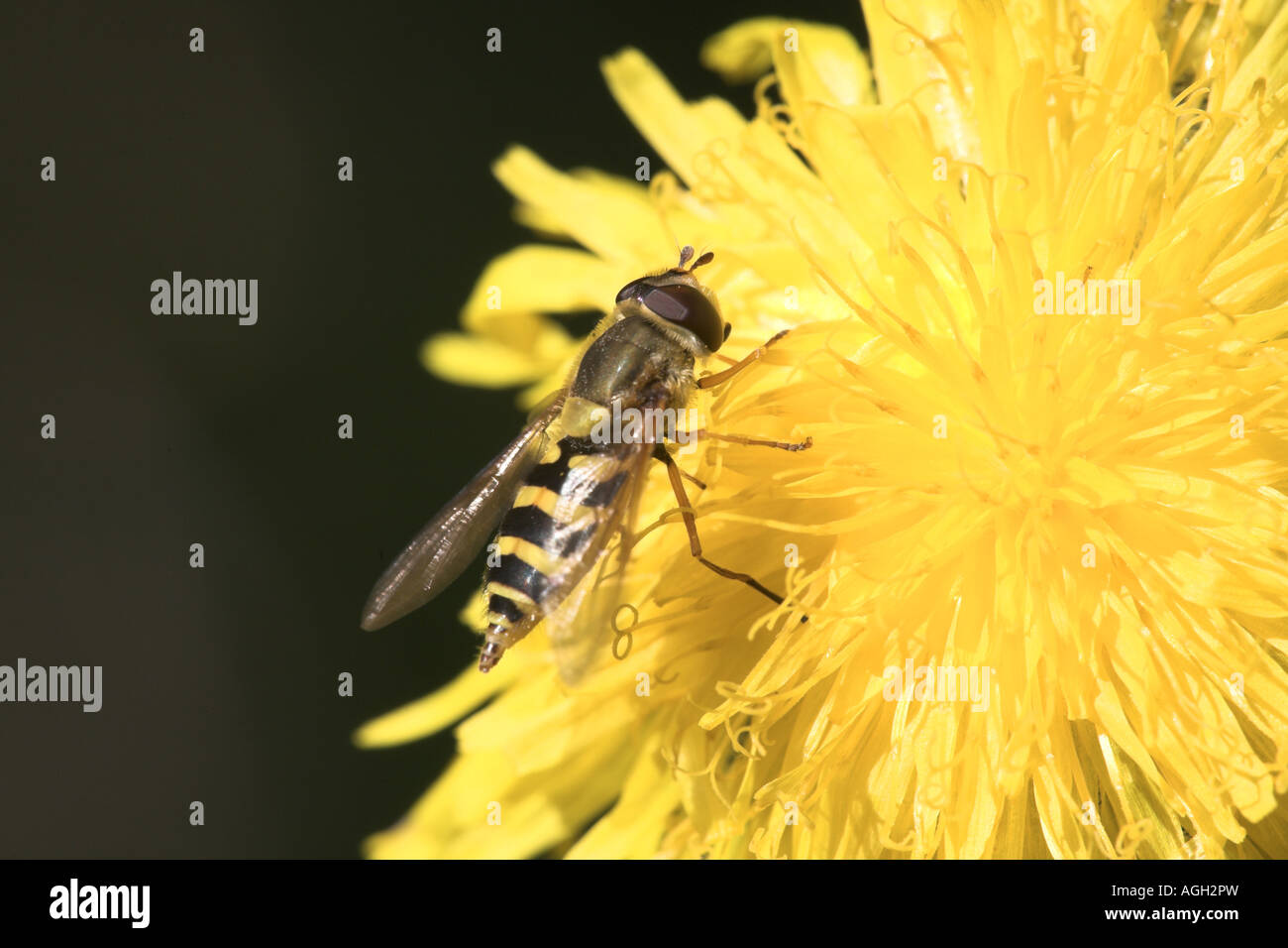Hoverfly Syrphus vitripennis hot se nourrissent d'une fleur laiteron des champs de maïs, Potteric Carr Nature Reserve Banque D'Images