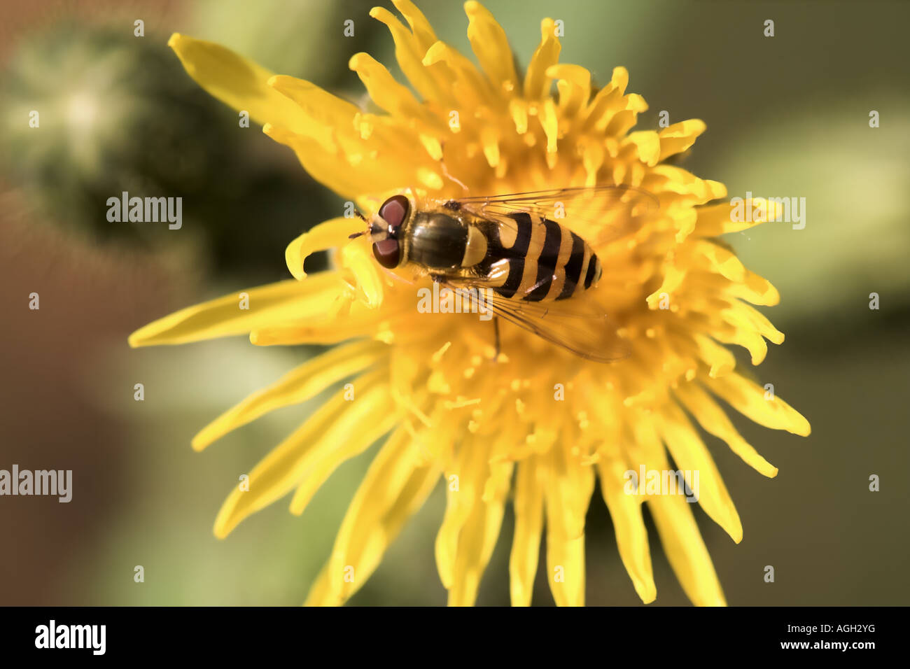 Hoverfly Syrphus vitripennis hot se nourrissent d'une fleur laiteron des champs de maïs, Potteric Carr Nature Reserve Banque D'Images
