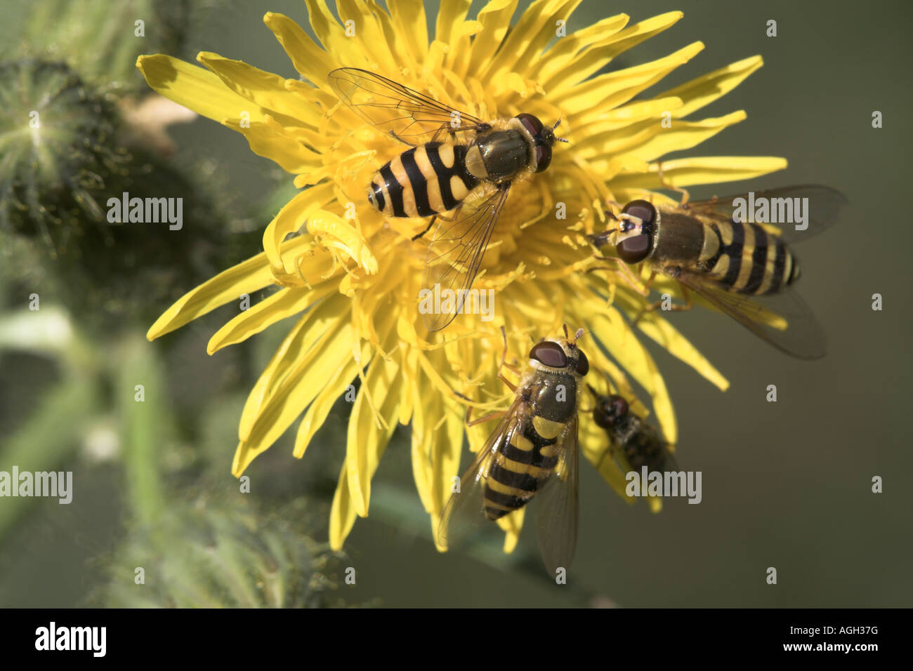 Hoverfly Syrphus vitripennis trois adultes se nourrissent d'une fleur laiteron des champs de maïs, Potteric Carr Nature Reserve Banque D'Images