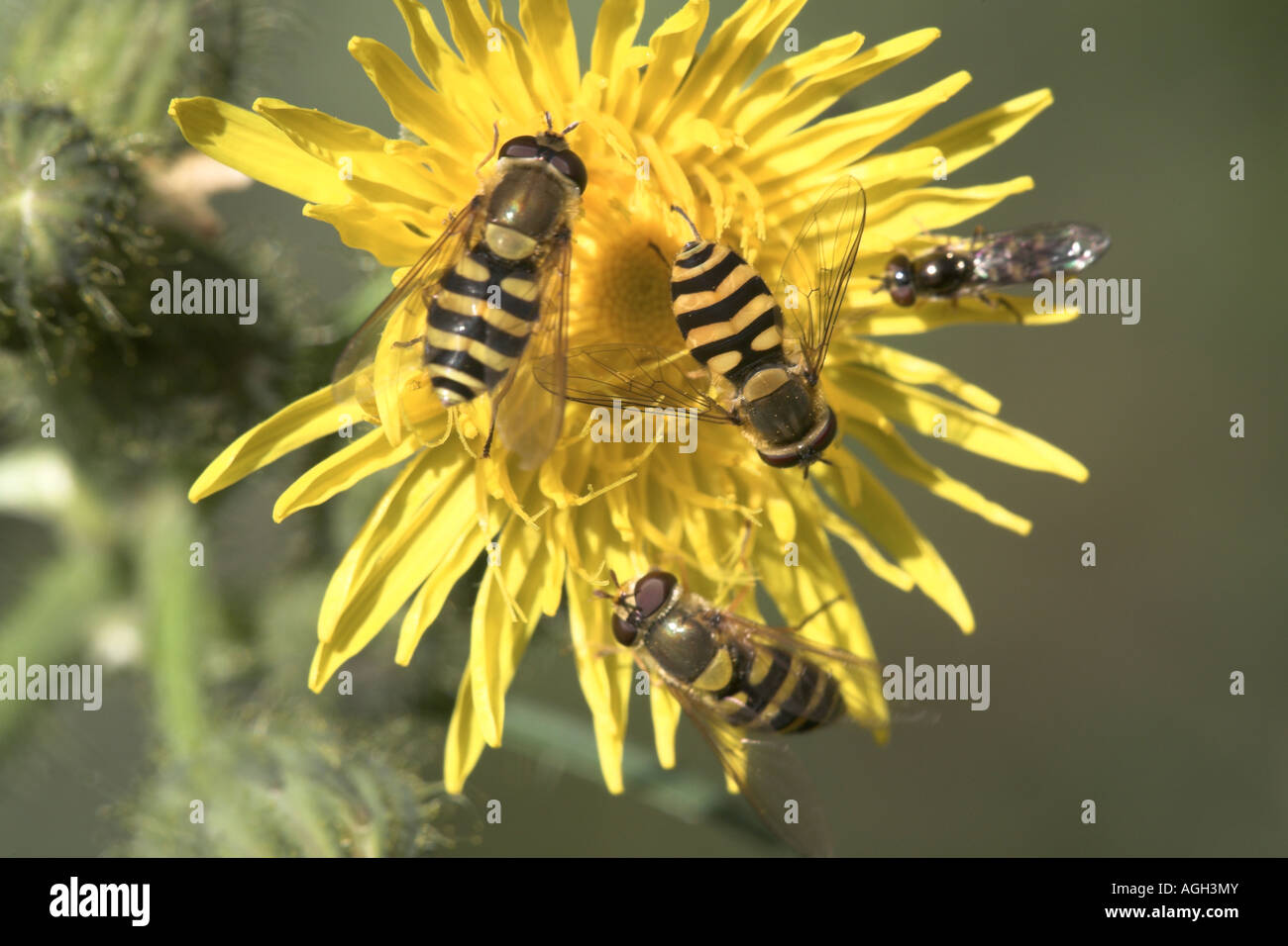 Hoverfly Syrphus vitripennis trois adultes se nourrissent d'une fleur laiteron des champs de maïs, Potteric Carr Nature Reserve Banque D'Images