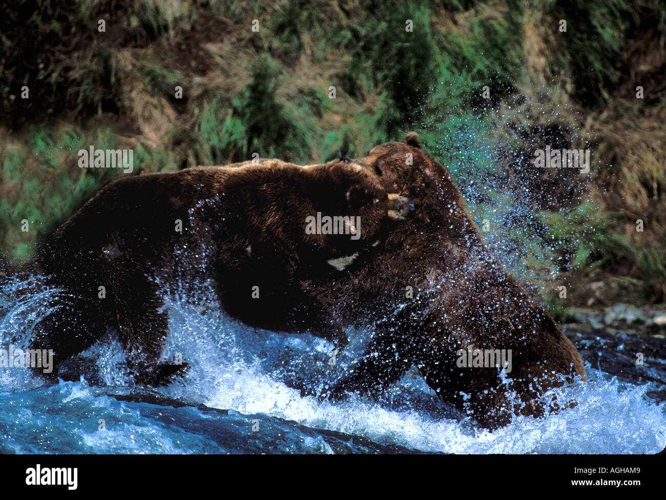 USA Alaska McNeil River Alaska State Game Sanctuary ours bruns Ursus arctos combats dans McNeil River Banque D'Images