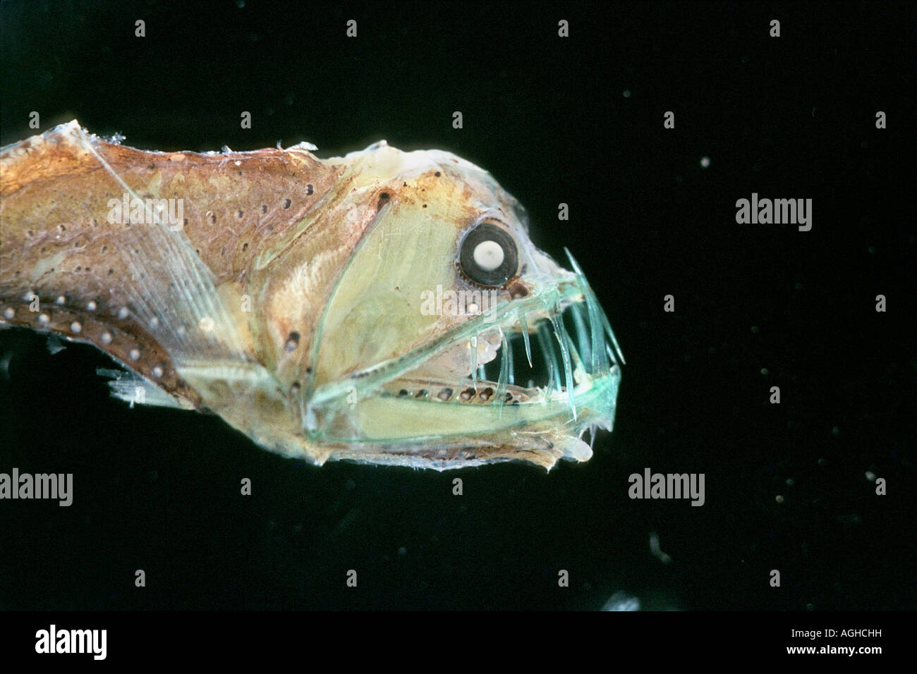 (Chauliodus sloani Viperfish) Banque D'Images