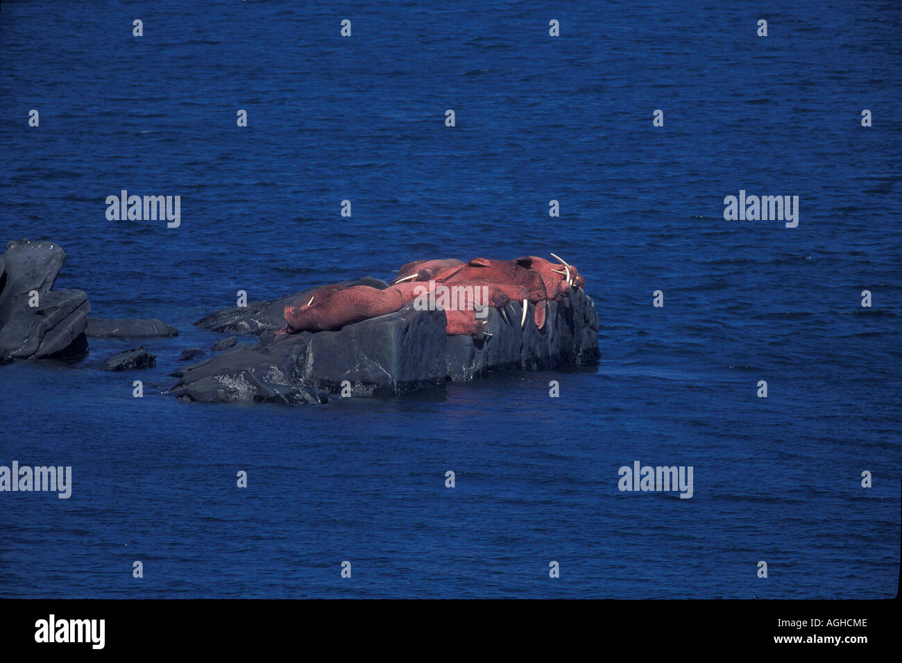 L'Alaska, mer de Béring la baie de Bristol, l'Île Ronde, Sanctuaire de faune de l'état de morse du Pacifique bull le morse (Odobenus divergens Banque D'Images